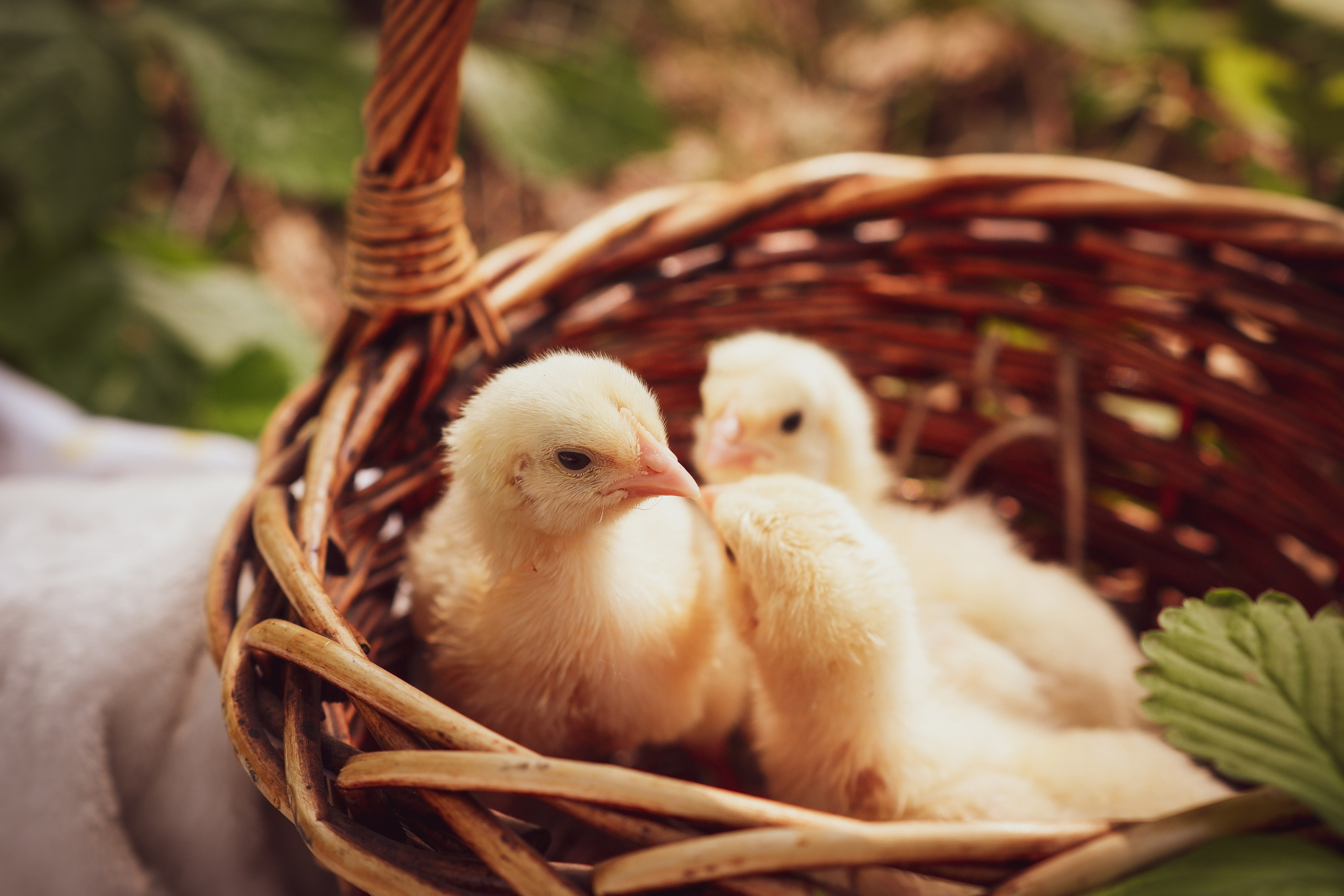 Семья Пичугиных. Портретный фотограф Александра Новикова Тюмень