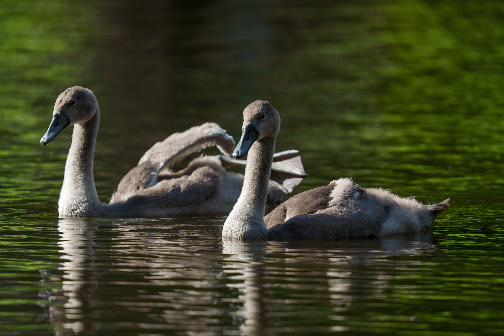 Удивительные мир птиц. Вокруг нас столько прекрасного — присмотритесь!. Ваш личный фотограф Марина Волкова