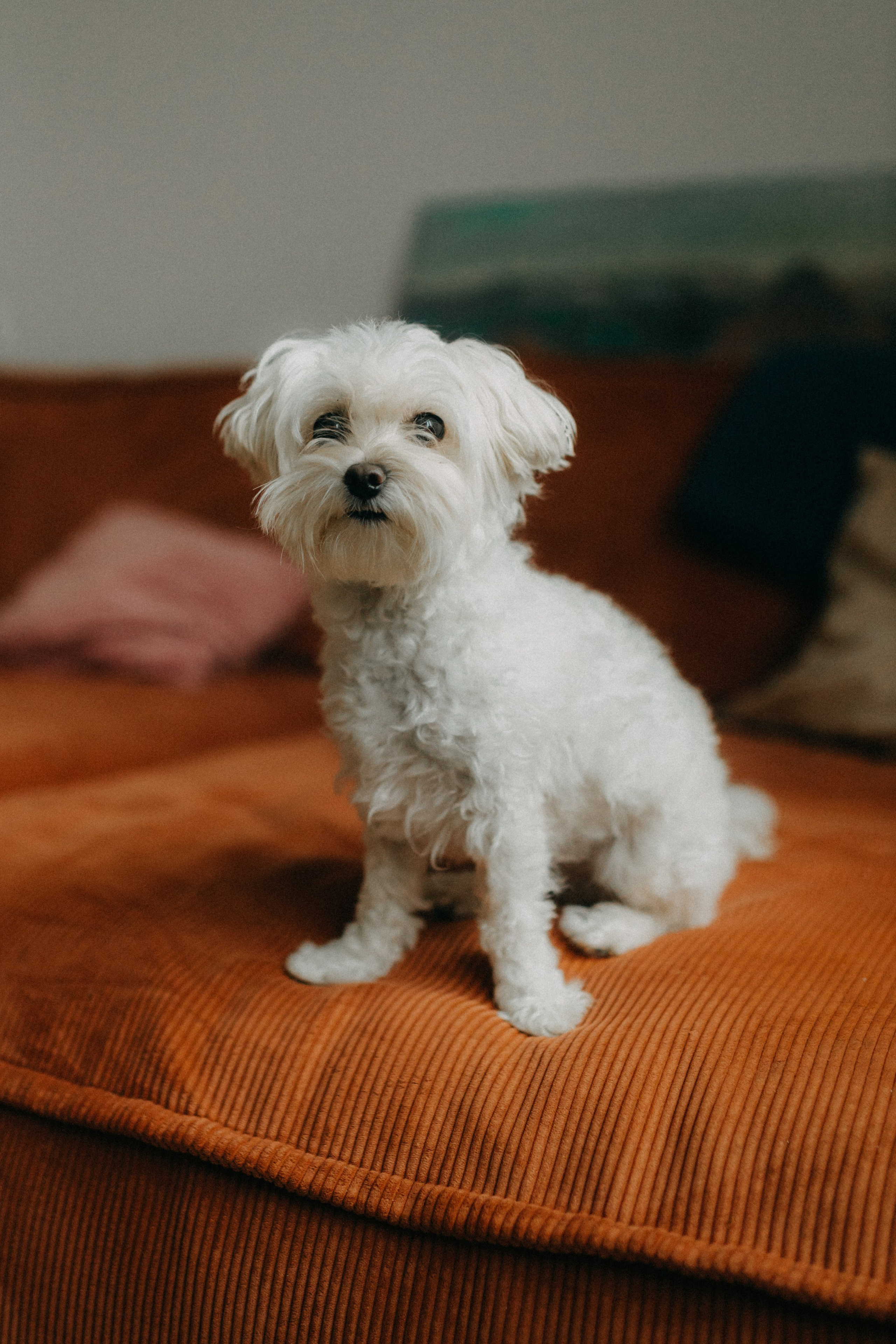 Алана & Альфред. Беременность. Фотограф НОГИНСК, Москва, Анастасия Белая