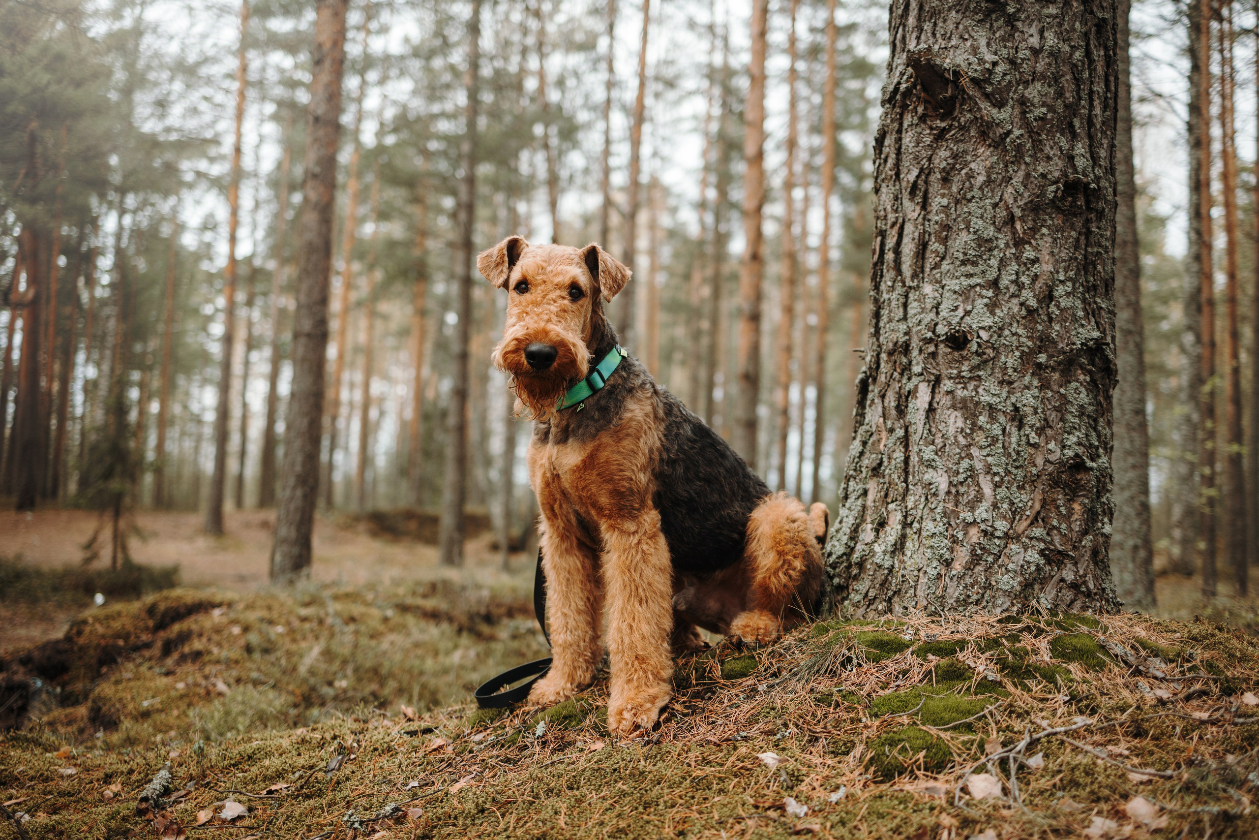 Вера и ее семья. Фотограф — Анималист | Санкт-Петербург