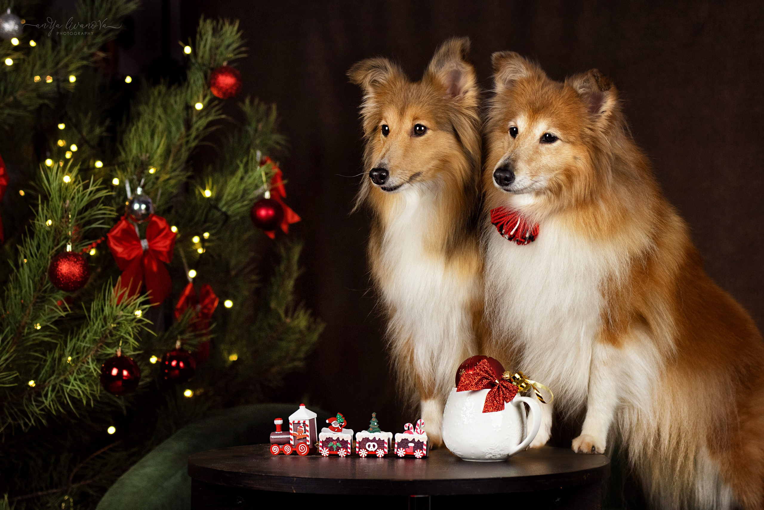 Новогодняя атмосфера в «Simply the Best». Фотограф анималист Аня Ливанова | Рыбинск