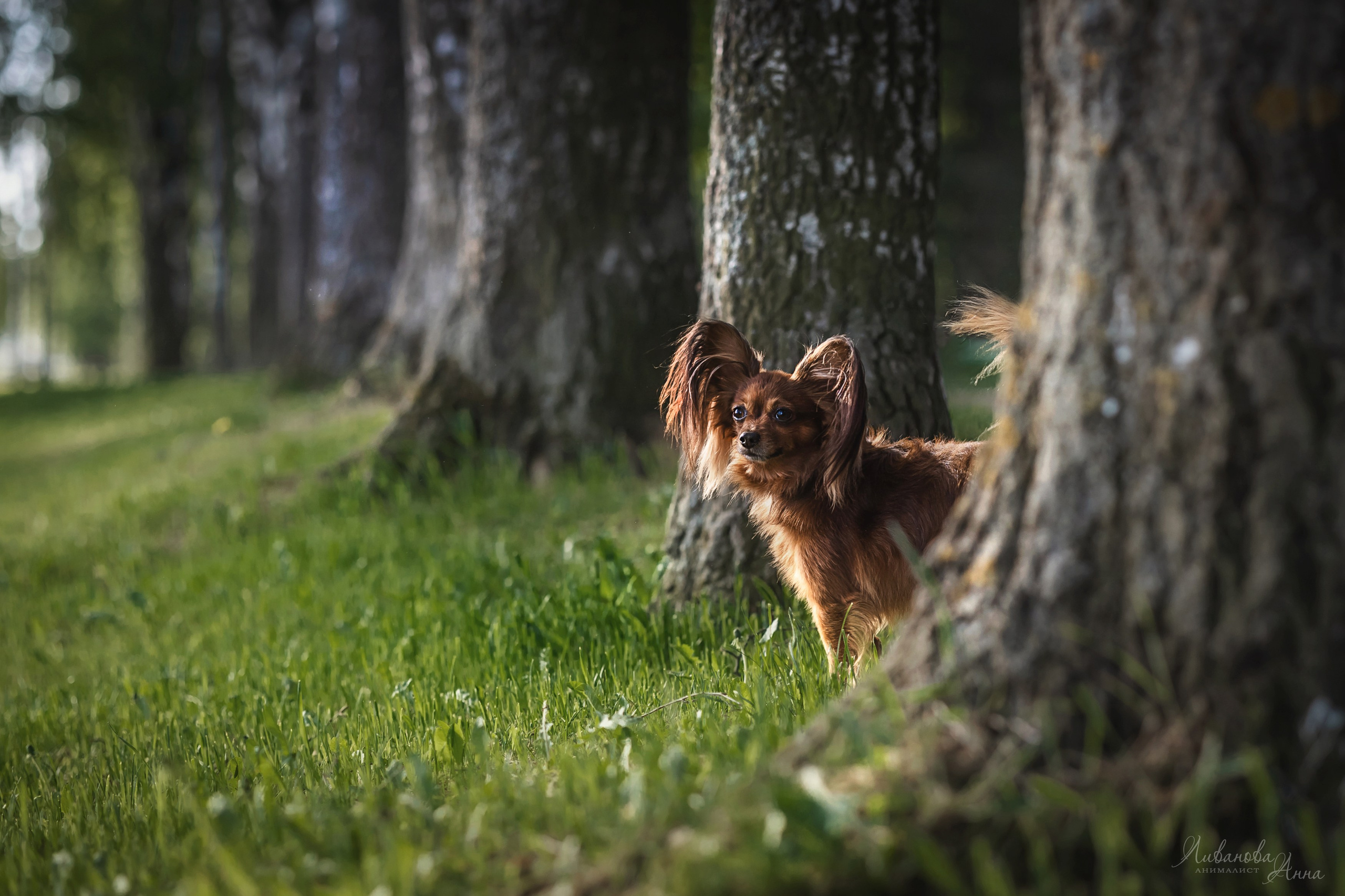 Лена и тойчики. Фотограф анималист Аня Ливанова | Рыбинск