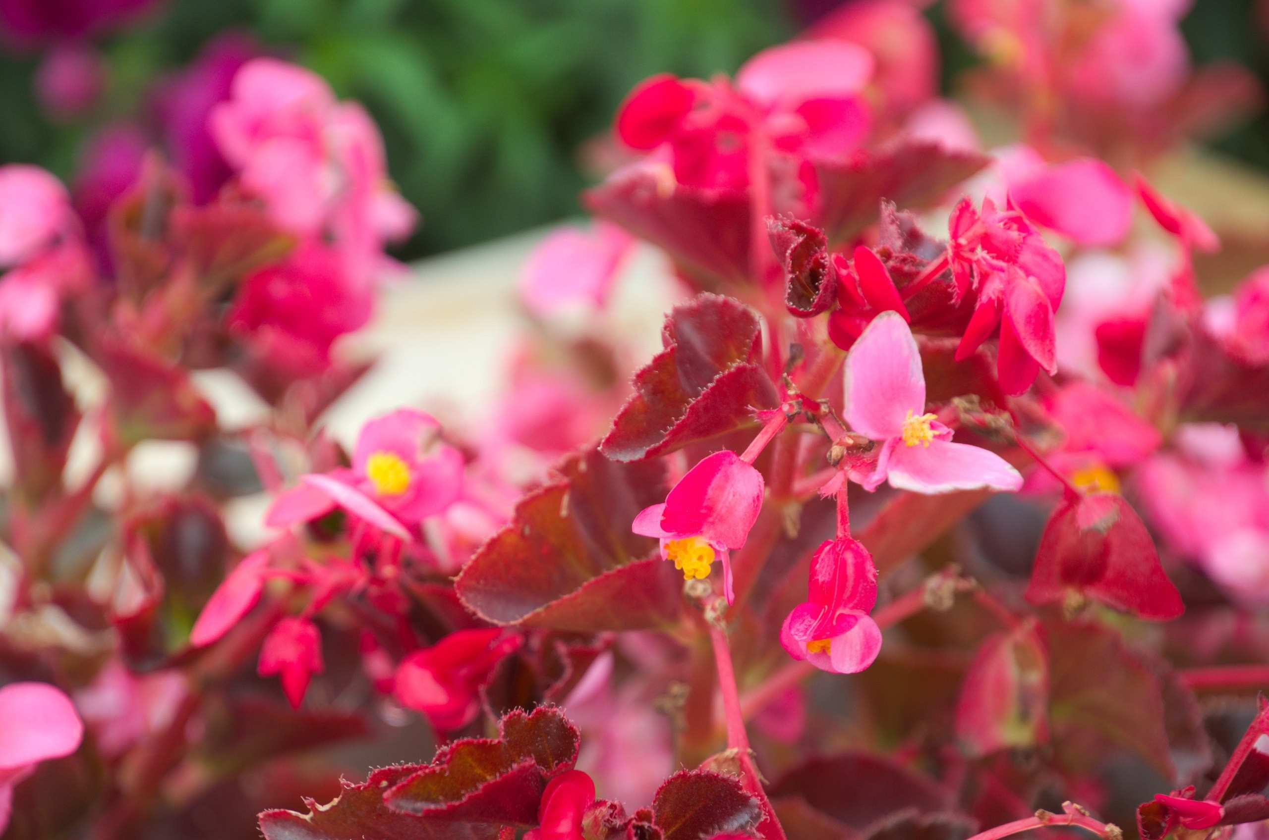 Чечня+Ингушетия | 10-12.06.2017. Галерея Фантим