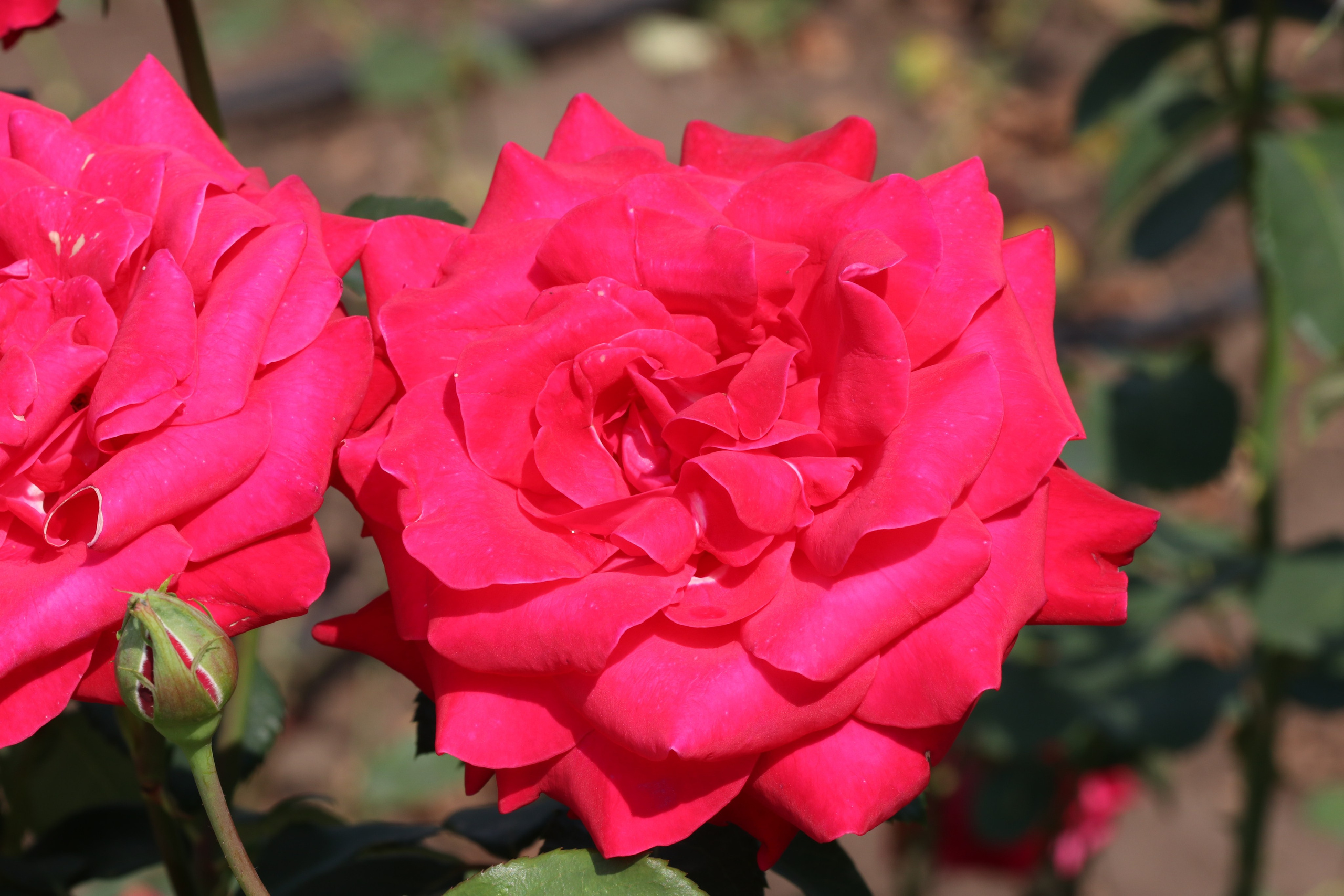 Долина роз в Кисловодске. Фото-художник и Репортажный фотограф Николаев Александр Алексеевич