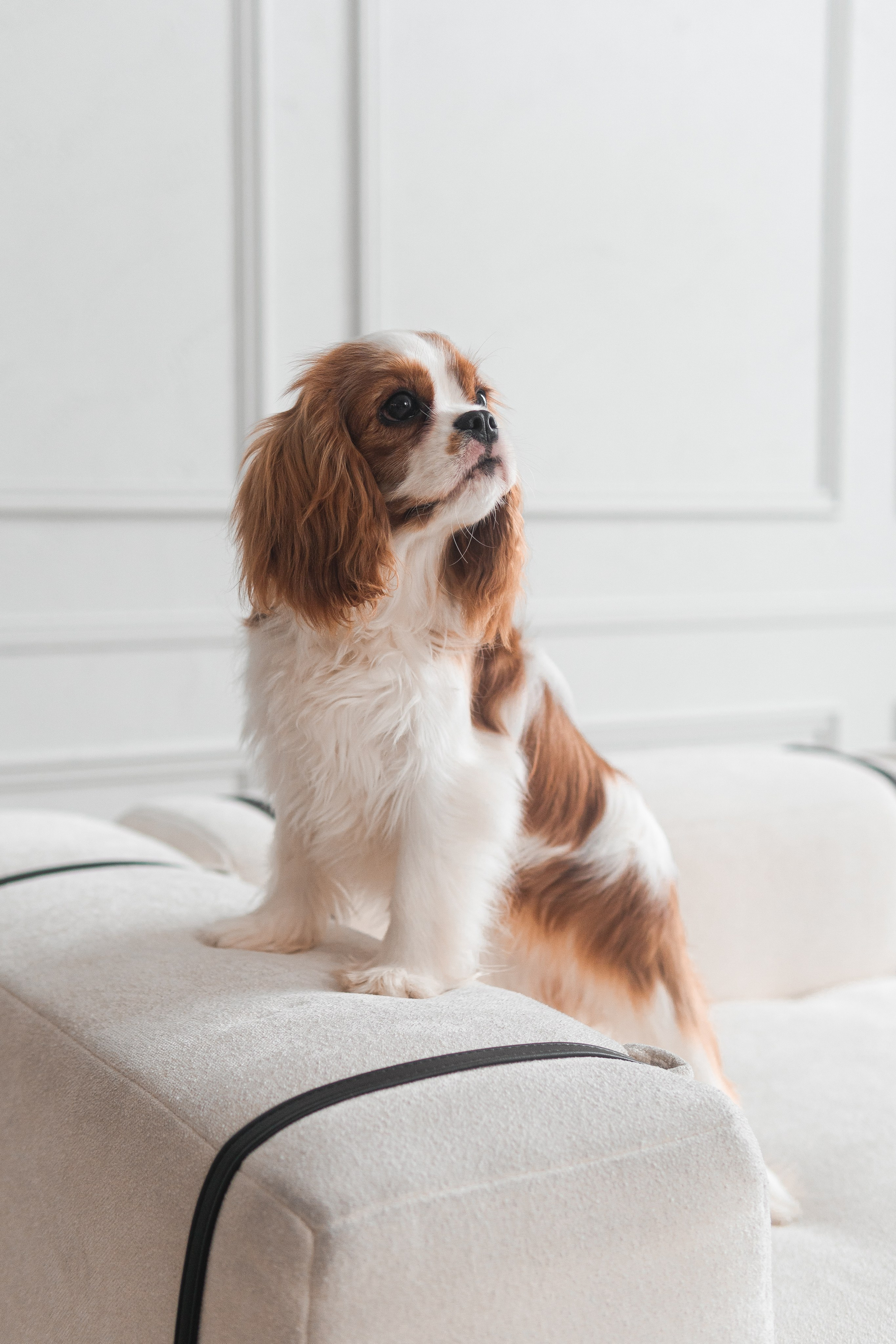 Belle Destino (питомник): история о нежности. Портретный и репортажный фотограф в Воронеже: Анастасия Пузикова