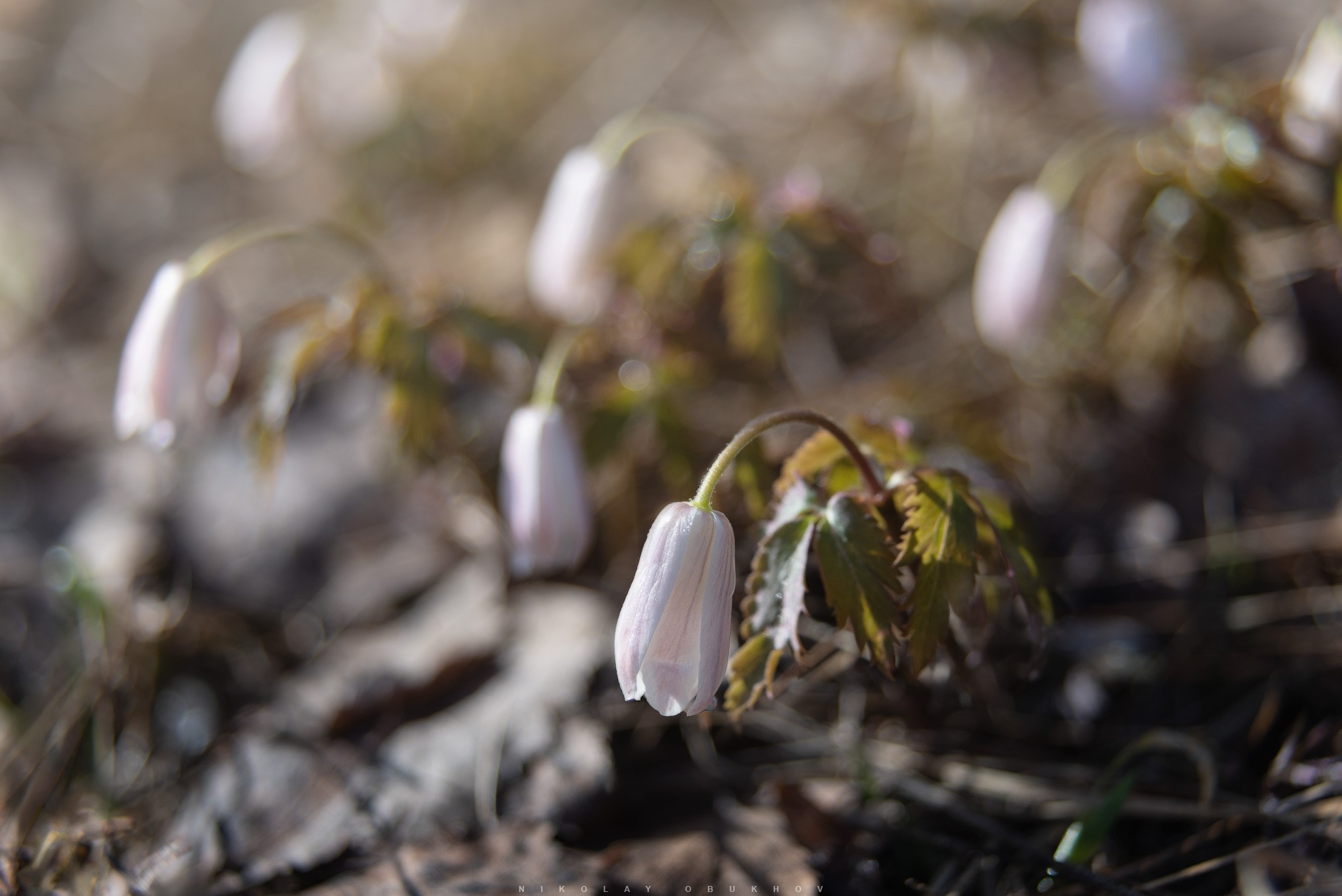 Ветреница в апреле.