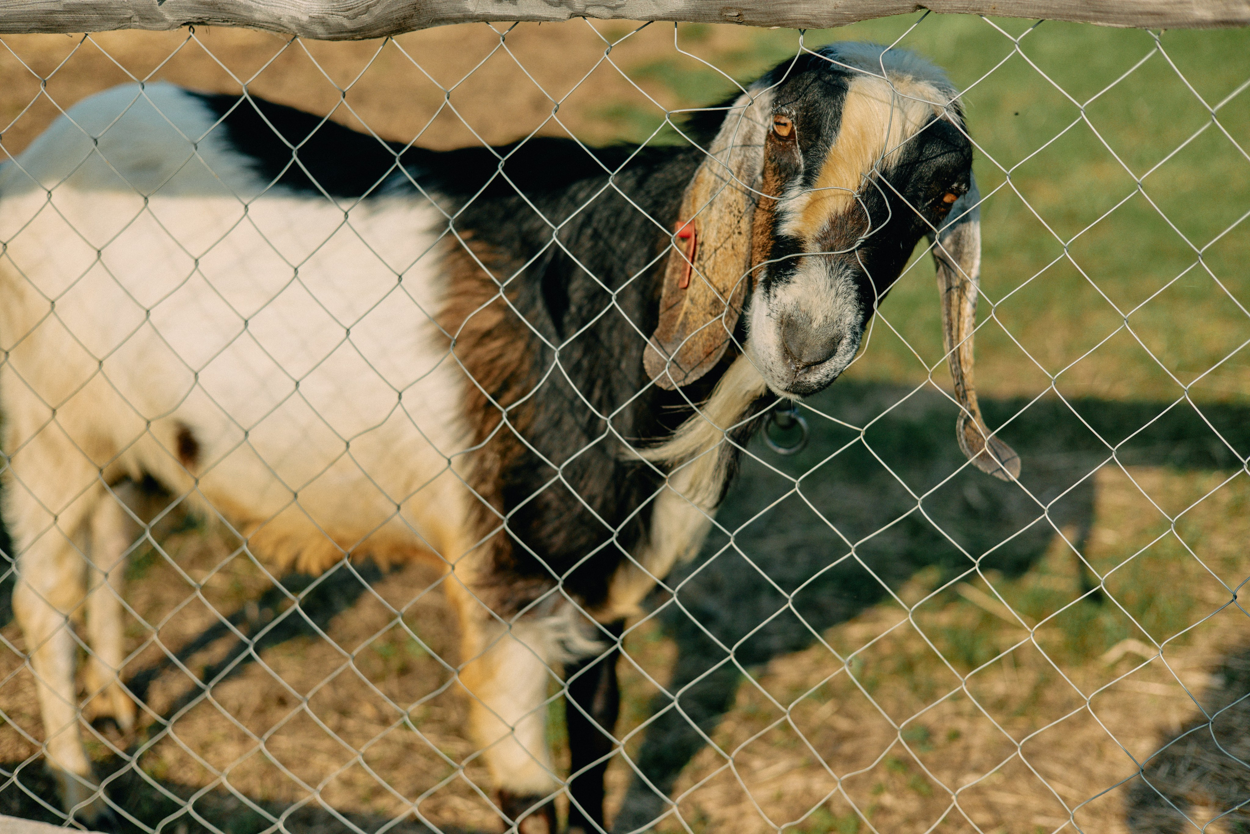 Бутик-отель Поле летом. Профессиональный Фотограф во Владимире, в Москве и в Суздале — Полина Романычева