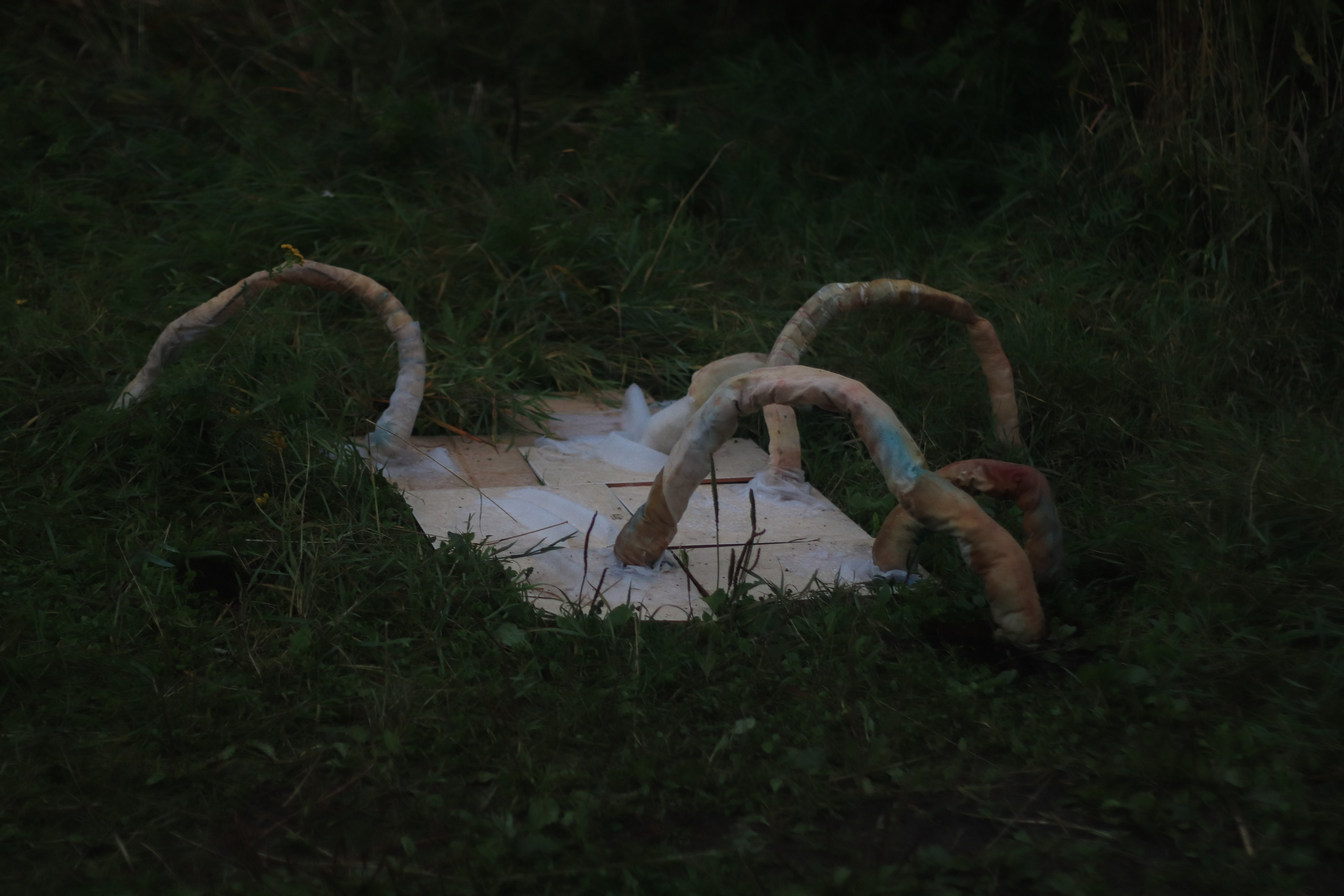 Эволюция непрерывно идет под знаком приспособления: инсталляция. Художница Софья Григорьева