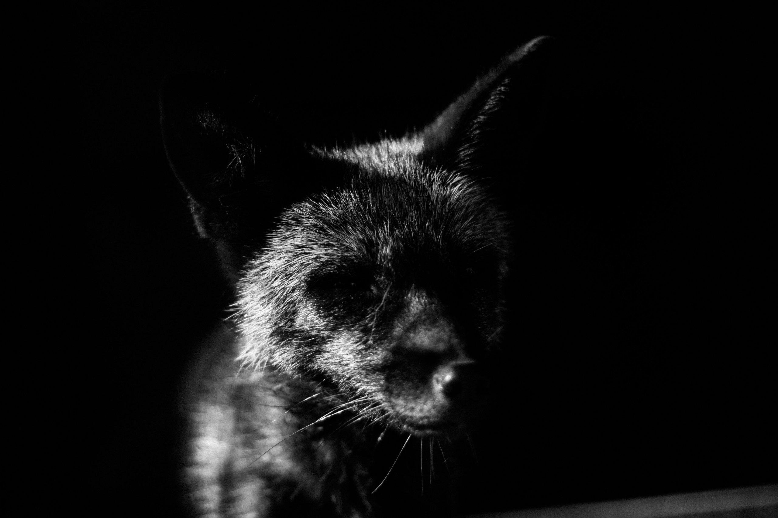 Фотографии животных