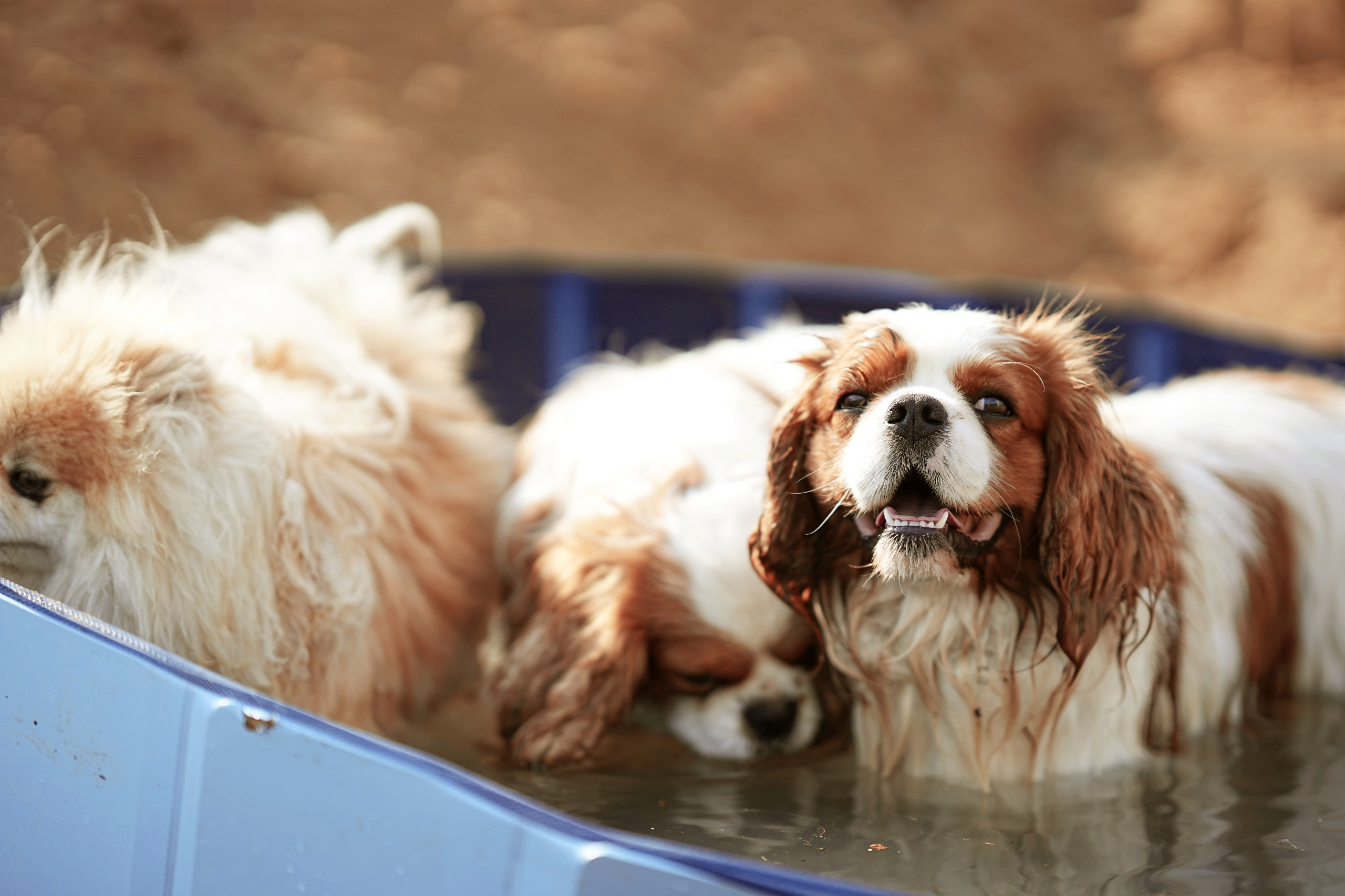 Animals. Фотограф Евгения Саботаж в г. Москва