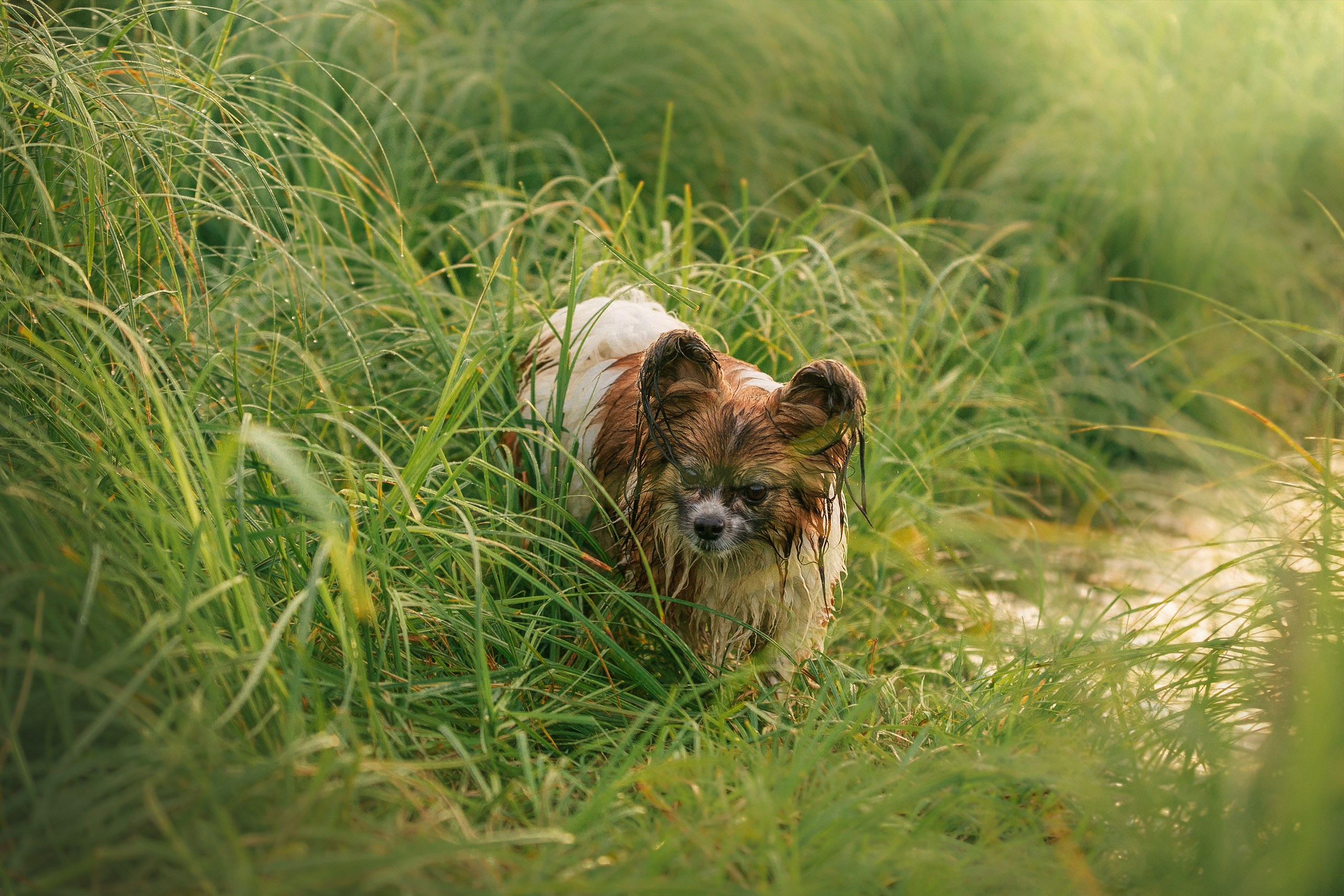 Таня и команда на рассвете. Фотограф анималист Кузнецова Анна Нижний Новгород