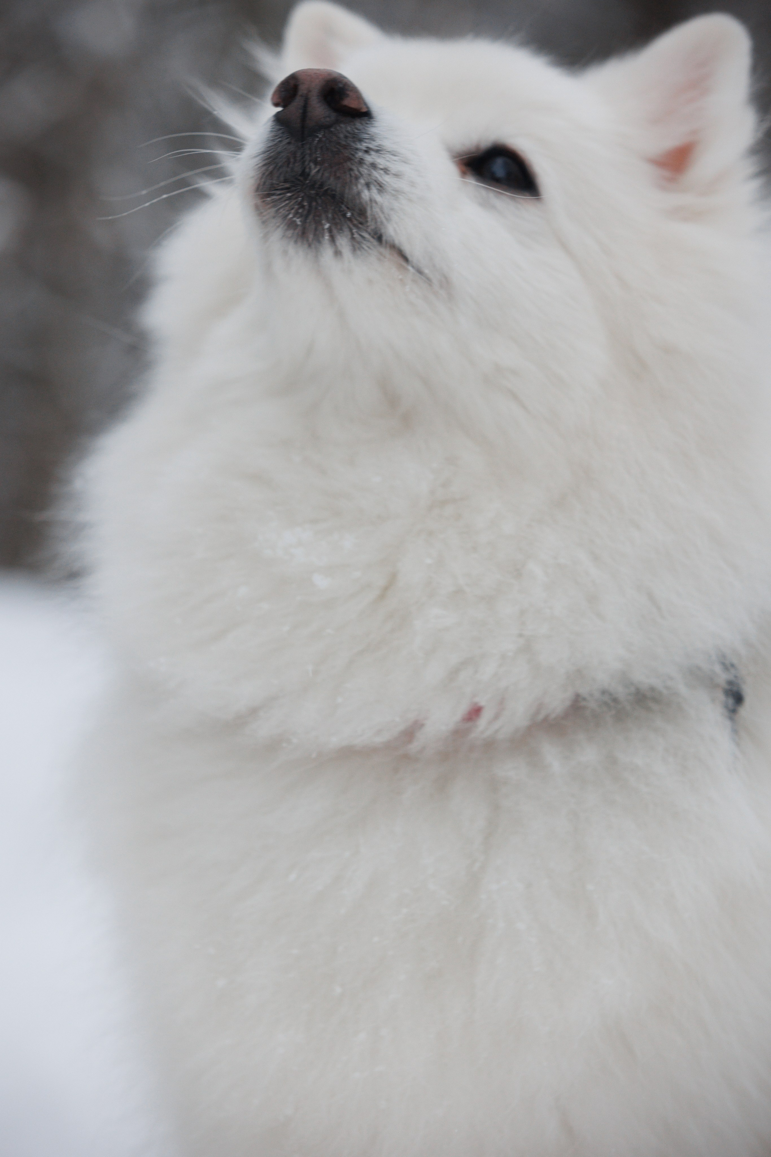 Даша и компания. Фотограф анималист Кристина Карпова, Москва