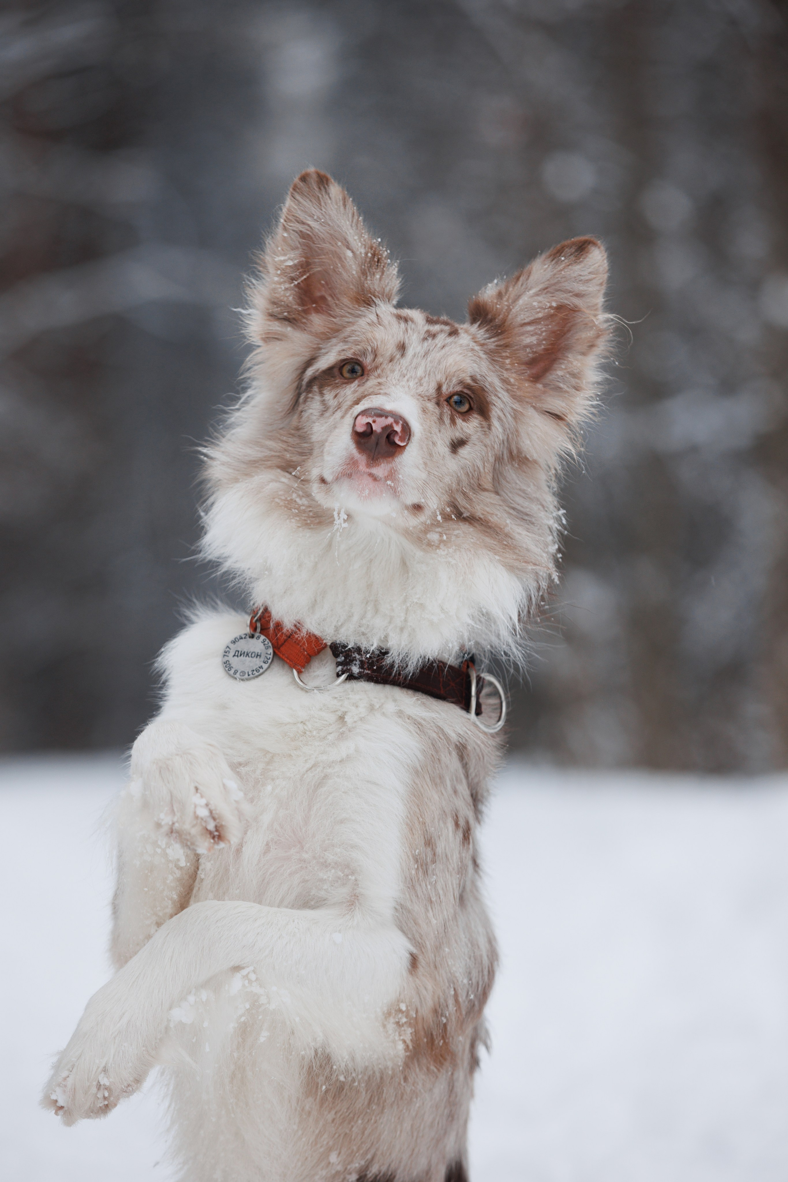 Даша и компания. Фотограф анималист Кристина Карпова, Москва
