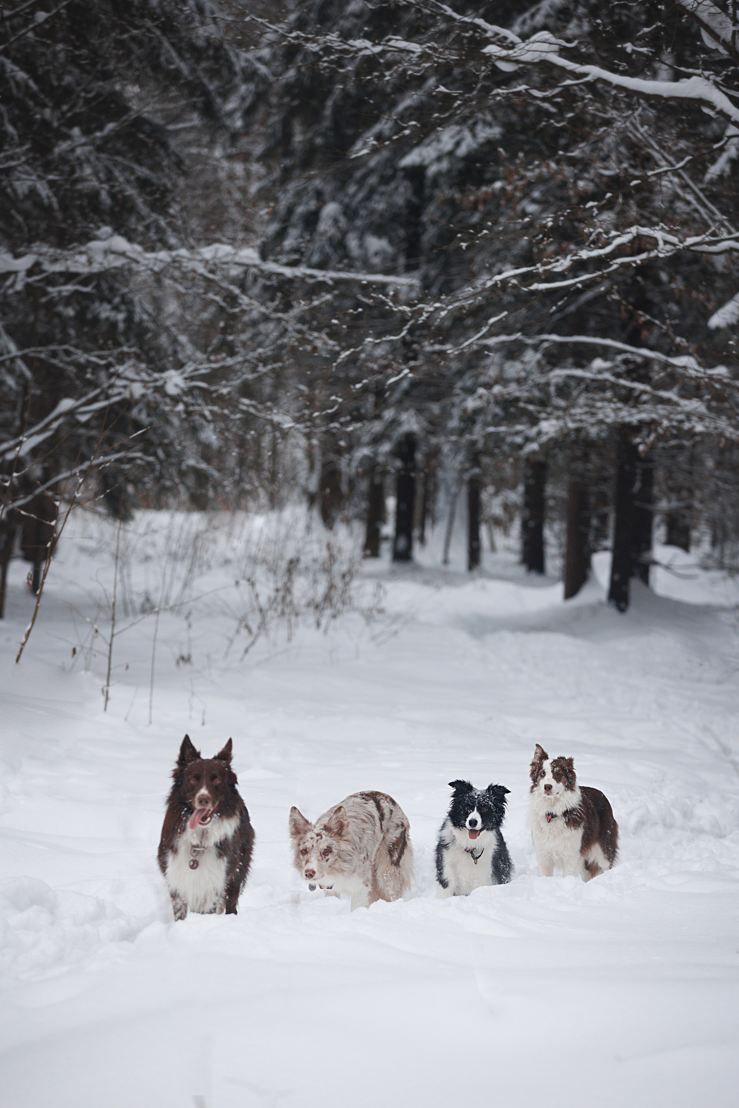 Даша и компания. Фотограф анималист Кристина Карпова, Москва