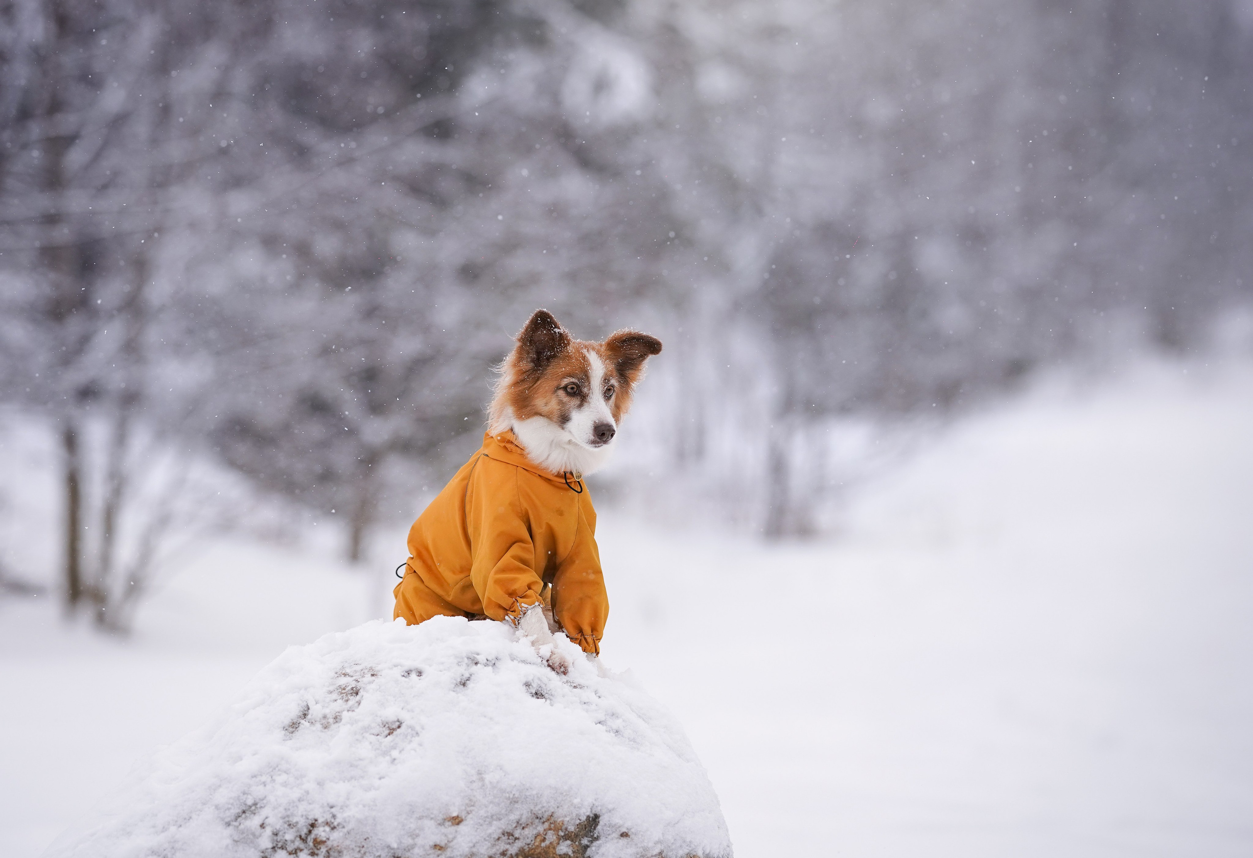 Красно-рыжая банда. Фотограф-анималист в Санкт-Петербурге Яна Мартынова
