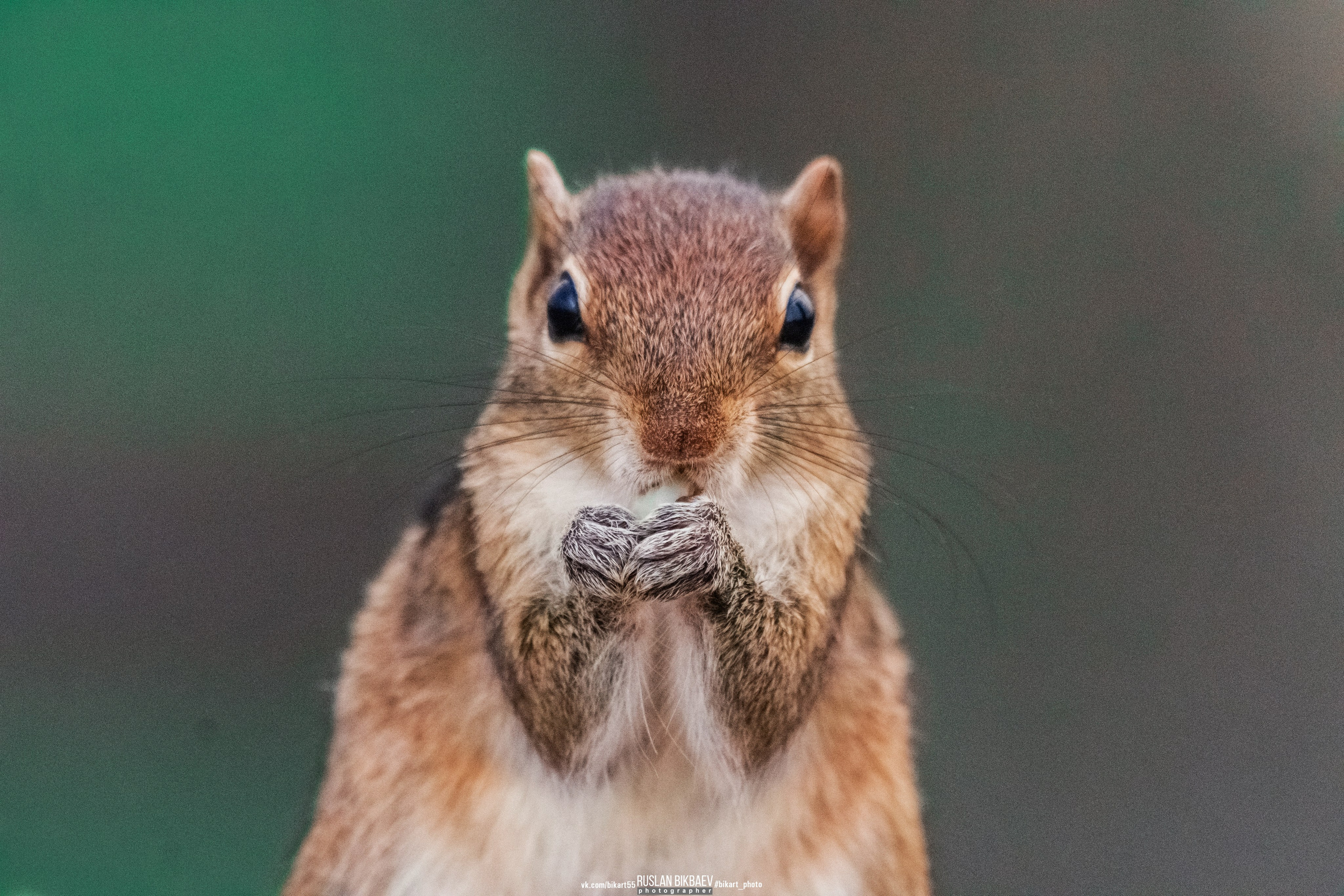 ШРИ-ЛАНКА 2025 / SRI LANKA 2025. Главная