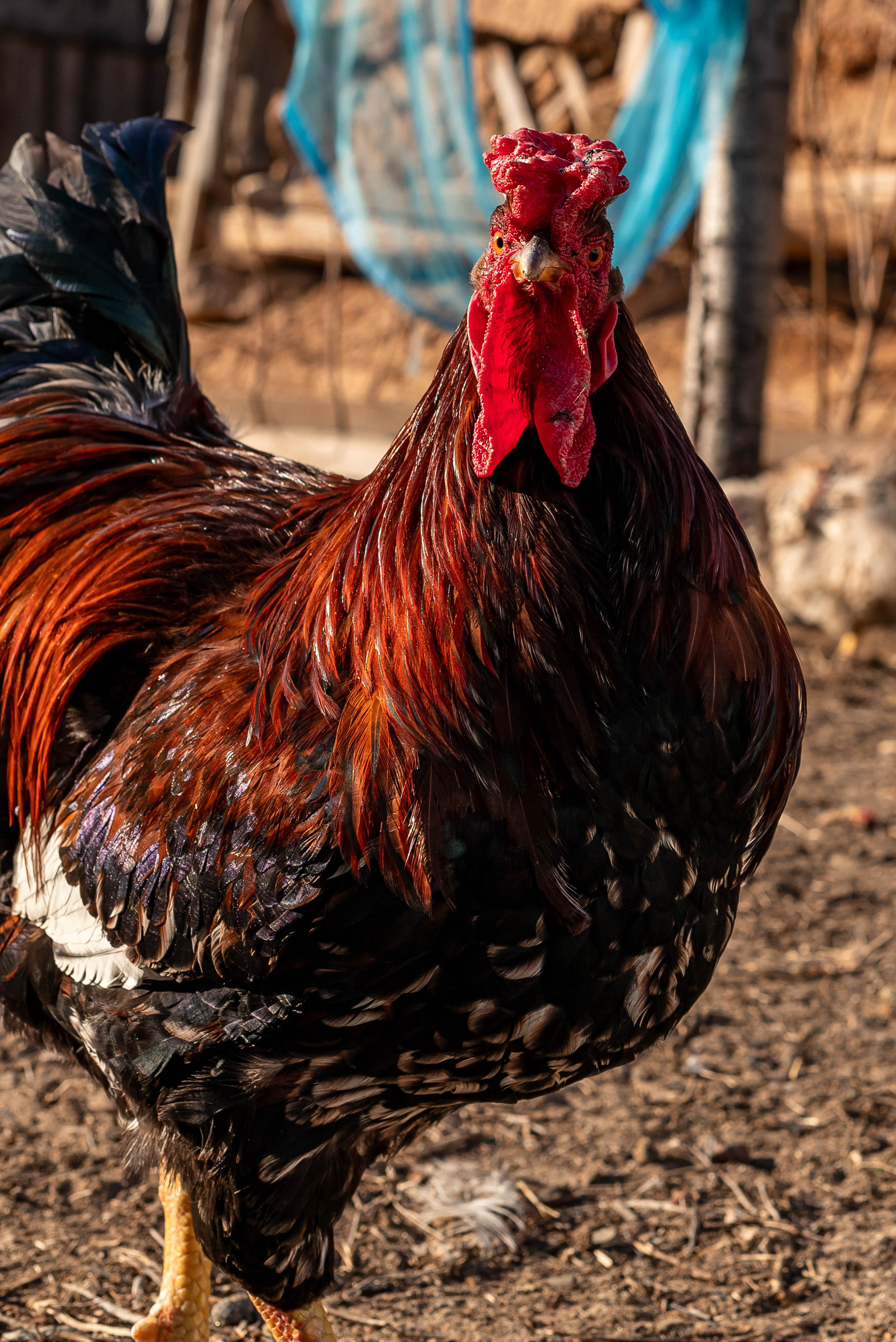 Животные. Фотограф Карина Шарова Москва
