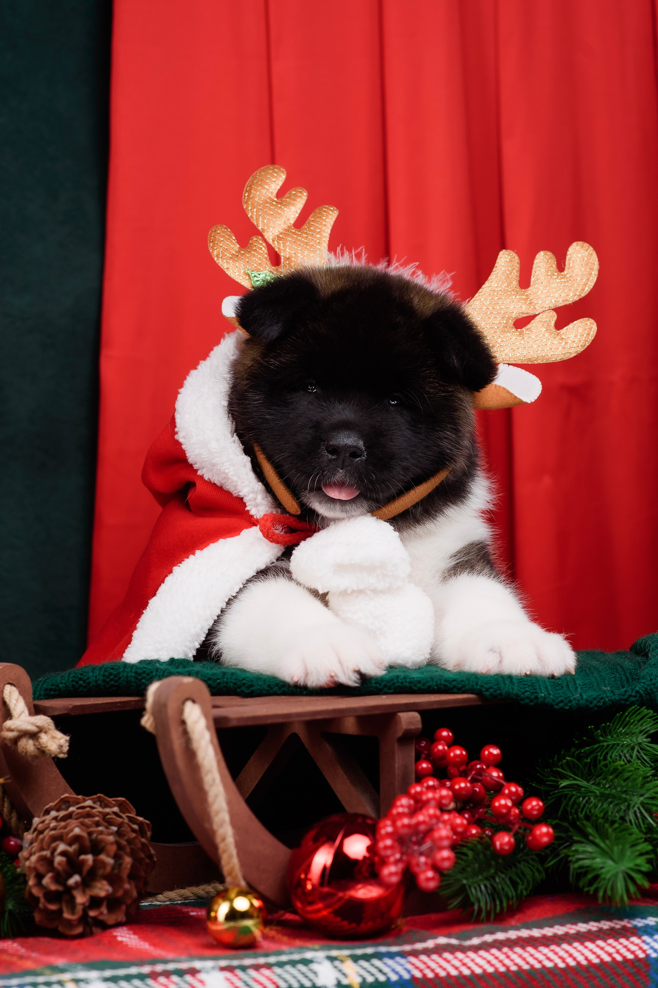 Щенки Американской Акиты. Фотограф — Анималист | Анна Абрамова