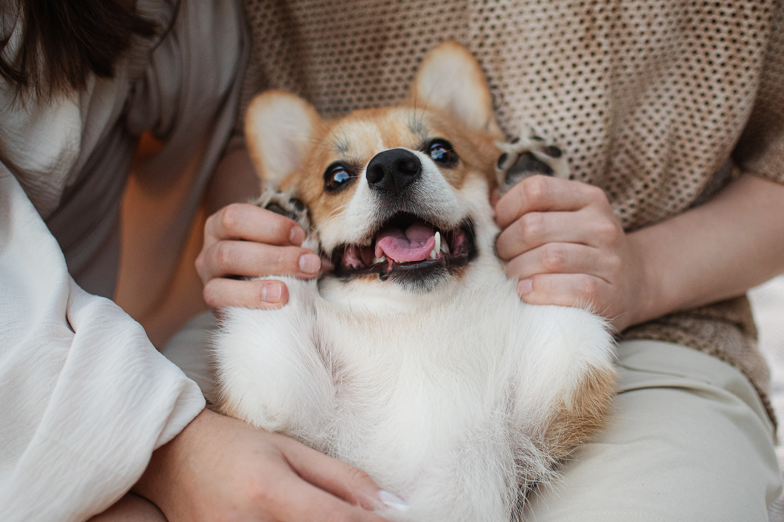Саша, Оксана и Барни — 25.08.2024. Фотограф — Анималист | Анна Абрамова