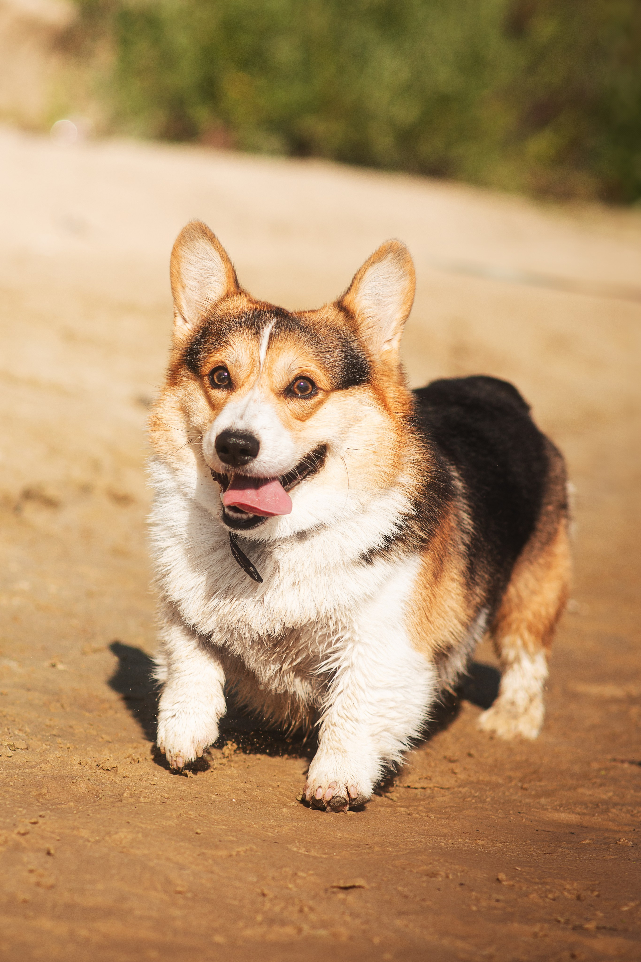 Майк и Лея — 29.08.2024. Фотограф — Анималист | Анна Абрамова