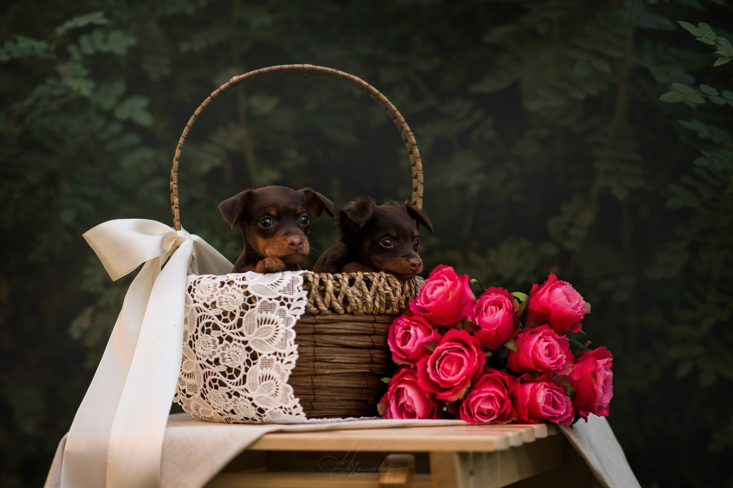 Щенки пражских крысариков — 06.08.2023. Фотограф — Анималист | Анна Абрамова