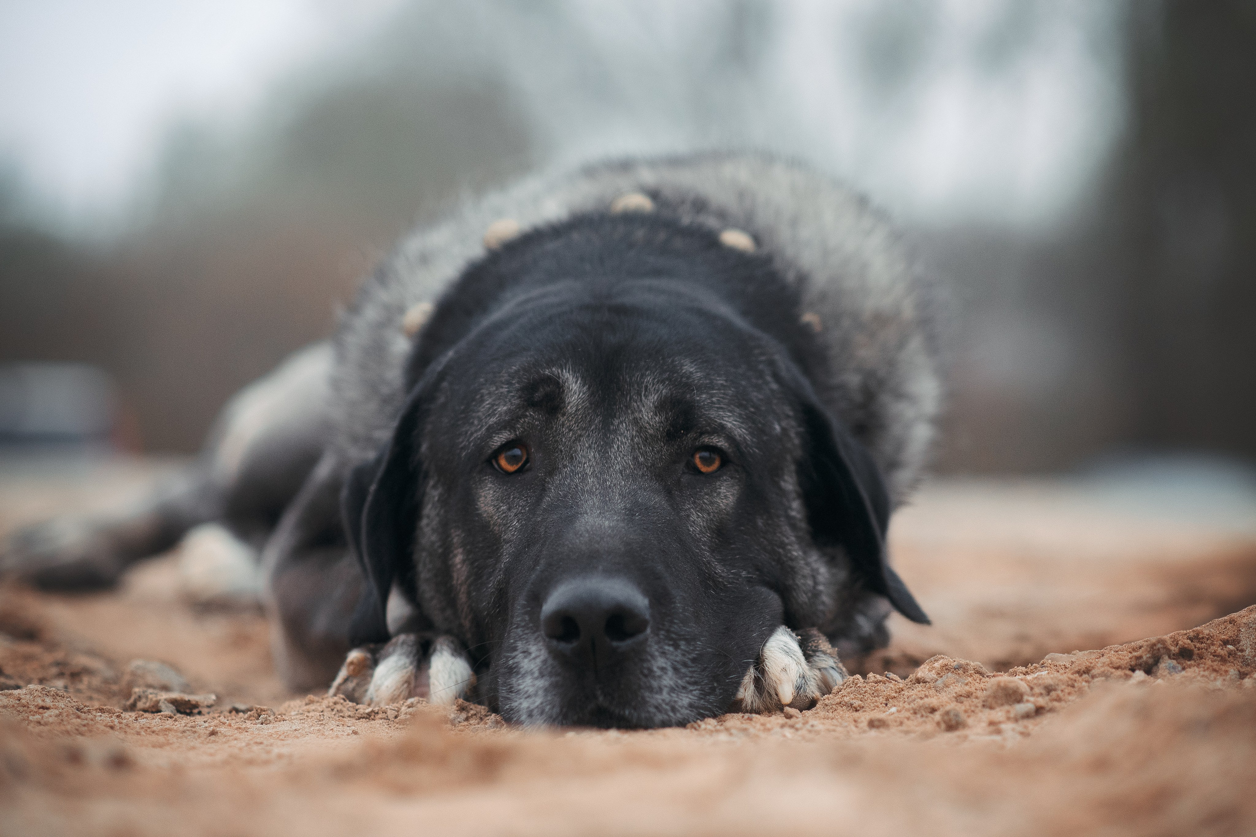 Турецкий кангал Дикили — 20.10.2024. Фотограф — Анималист | Анна Абрамова
