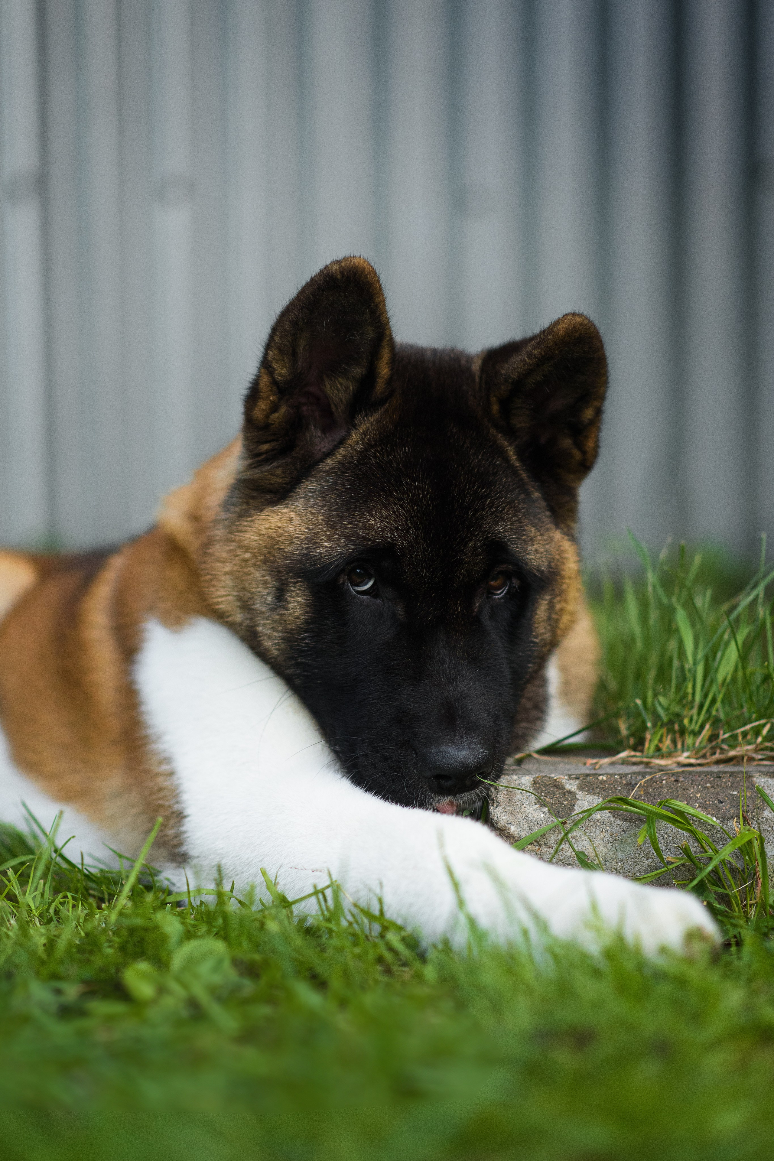 Луна — 21.06.2024. Фотограф — Анималист | Анна Абрамова