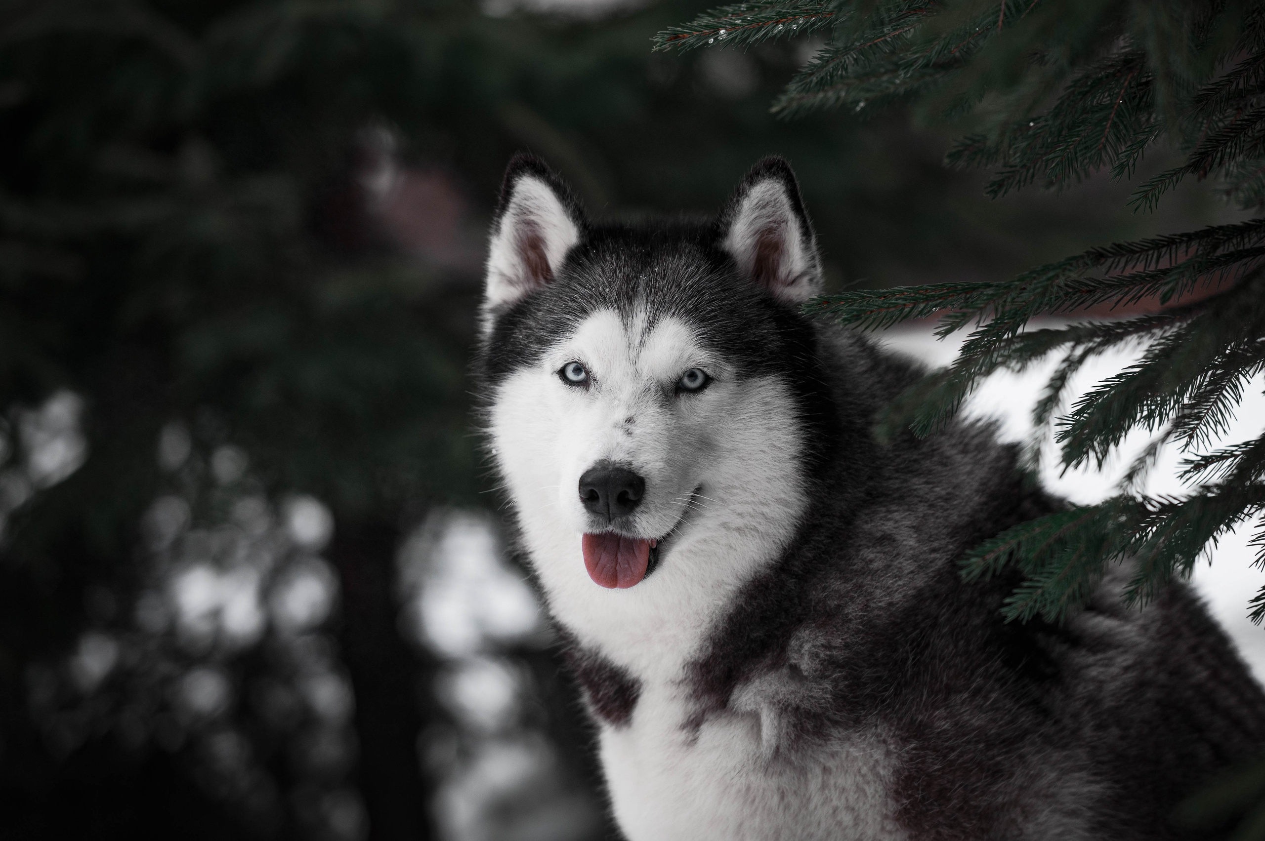 Шанель. Фотограф-анималист
