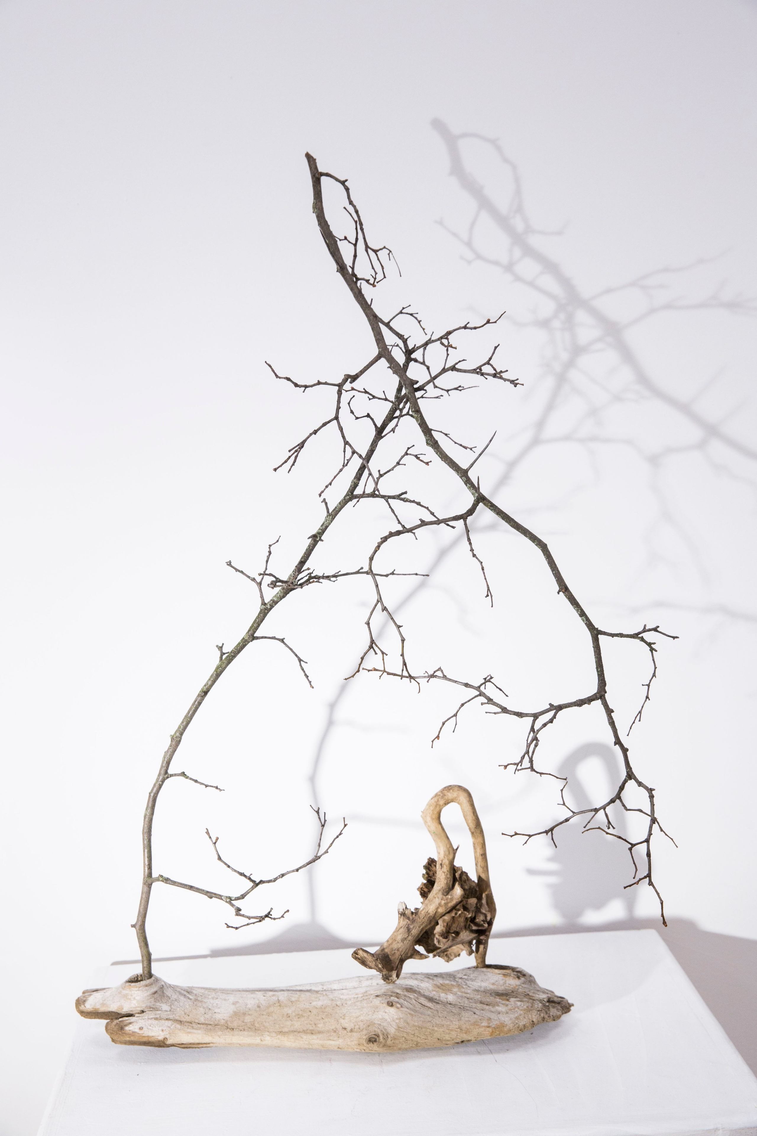 Икэбана Барне. Фотограф Анна Барне