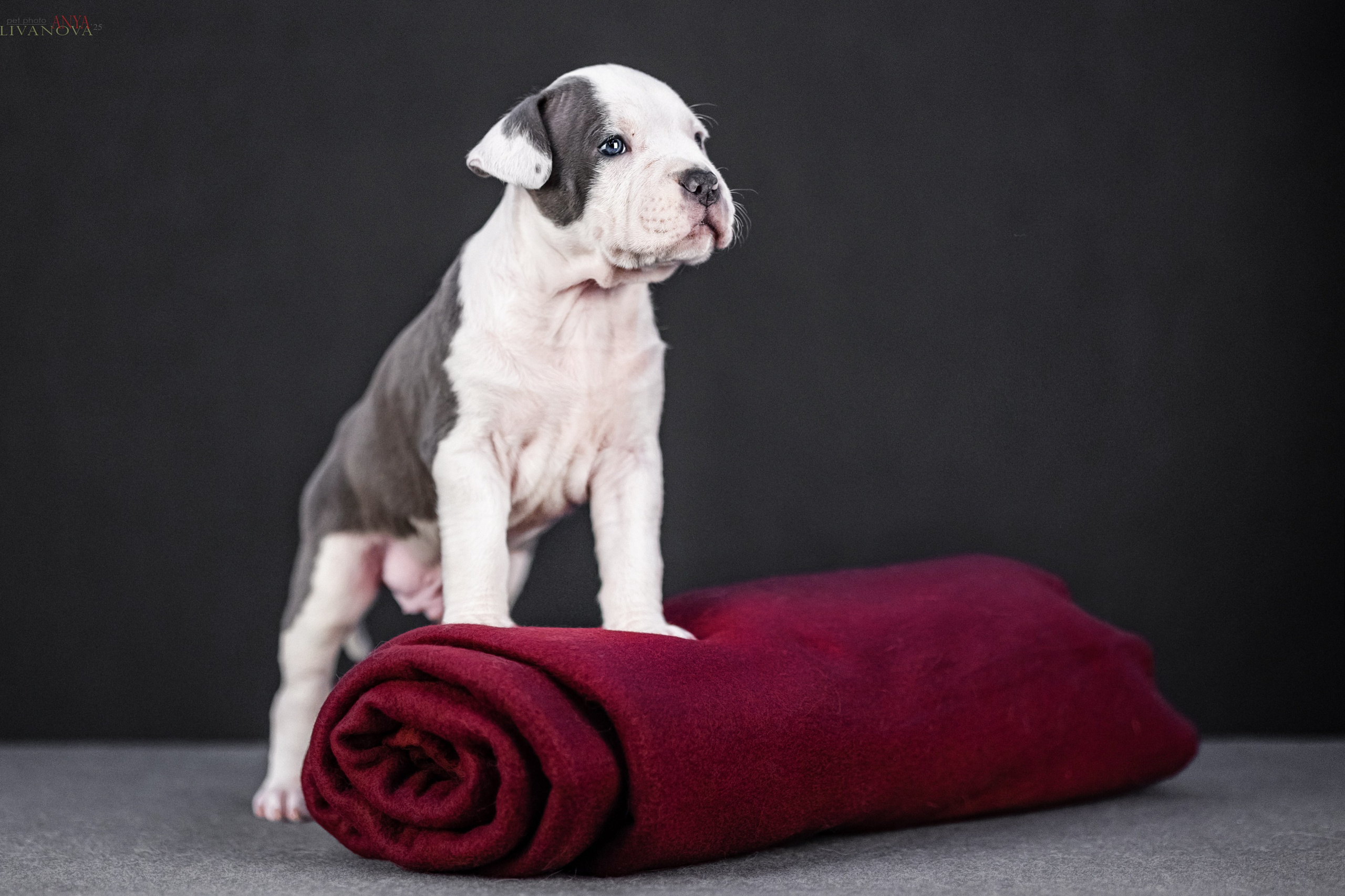 Стаффик. Фотограф анималист Аня Ливанова | Рыбинск