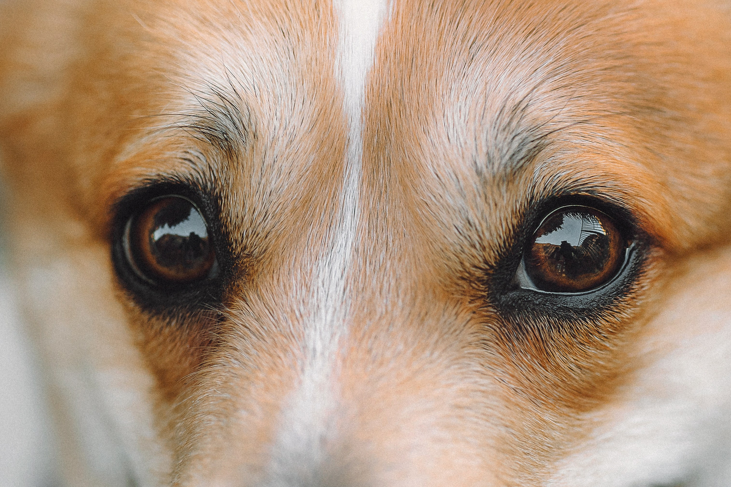 Вика и Мейзи