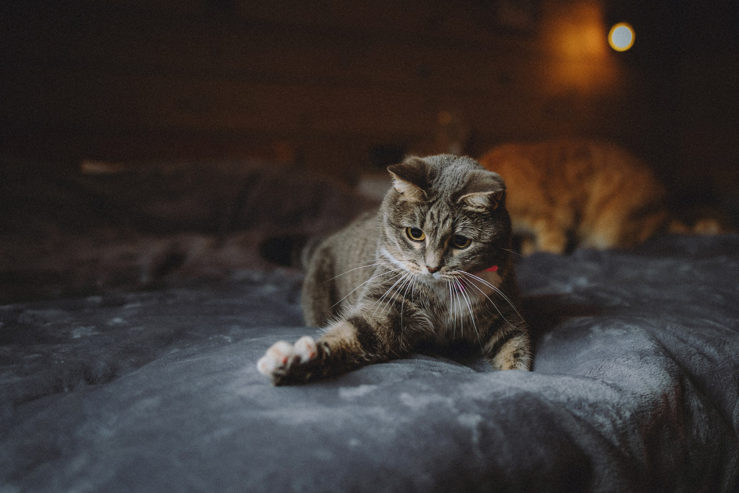 Леброн, Муся и их семья