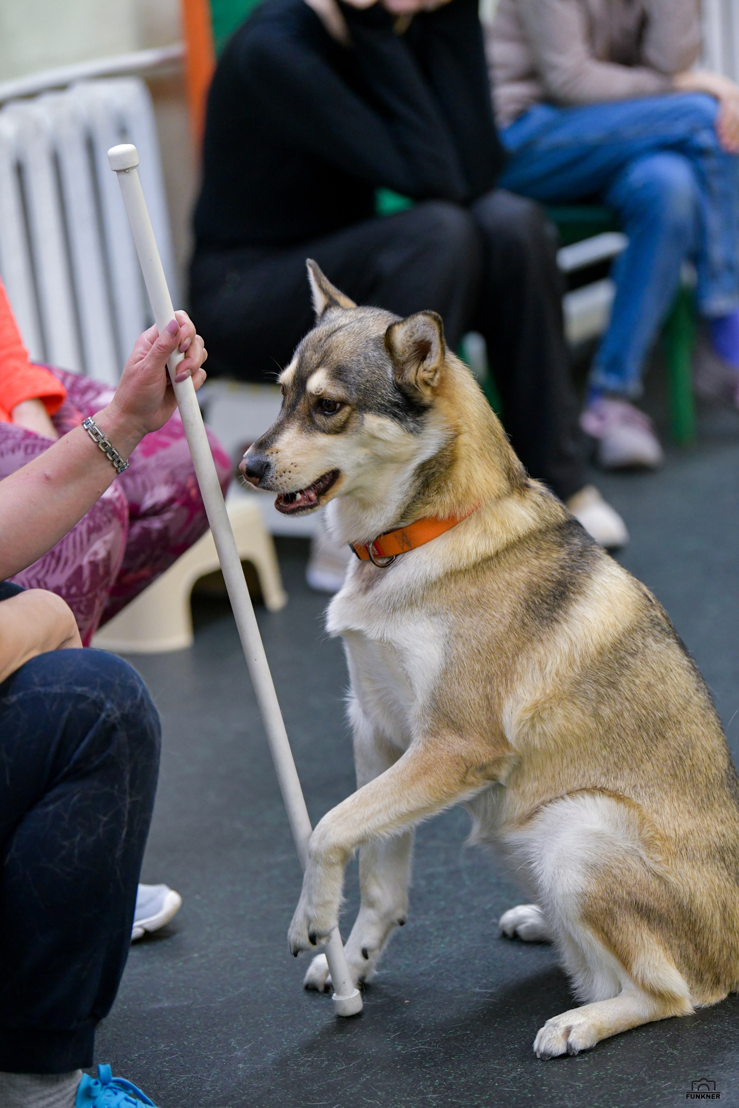 Кинологический клуб «Бодрый хвост». Свой взгляд через объектив