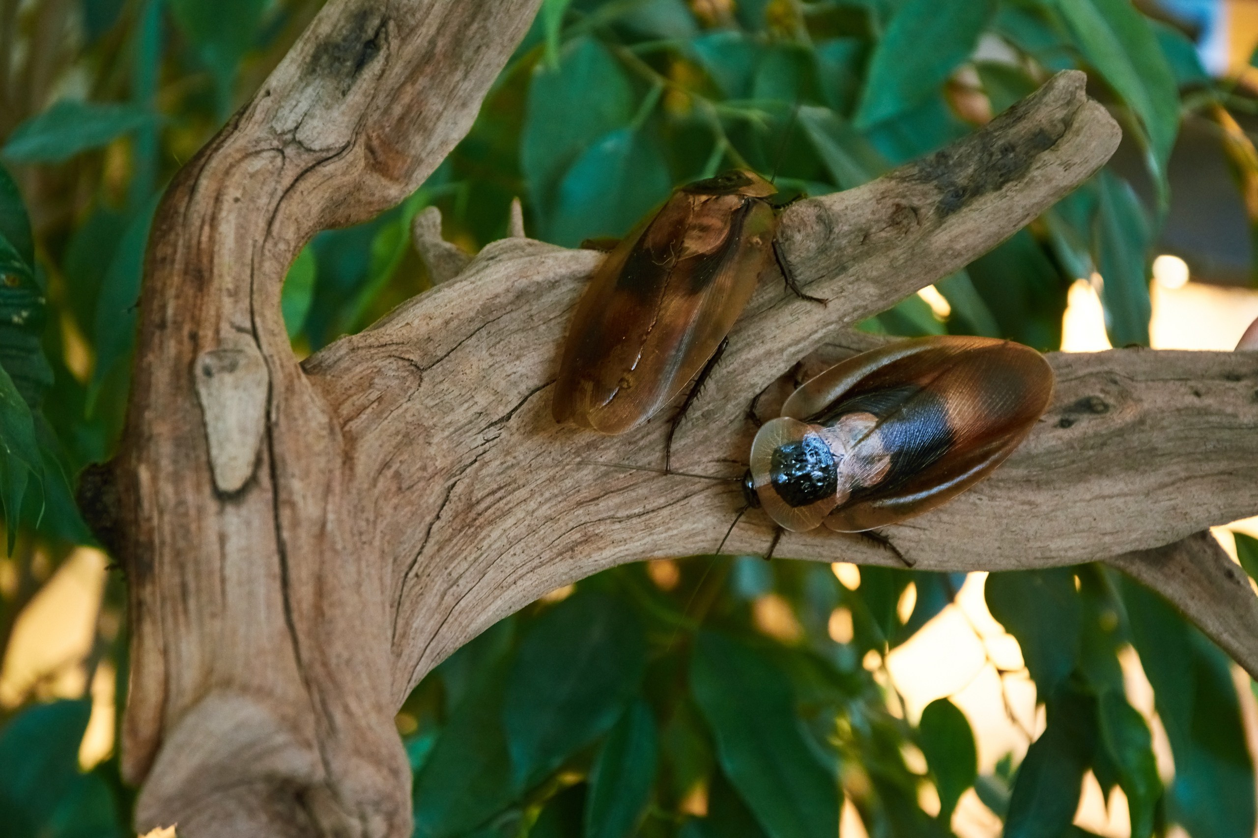 Костромской экзотариум. Ольга Чёкотова (Фотограф Кострома)