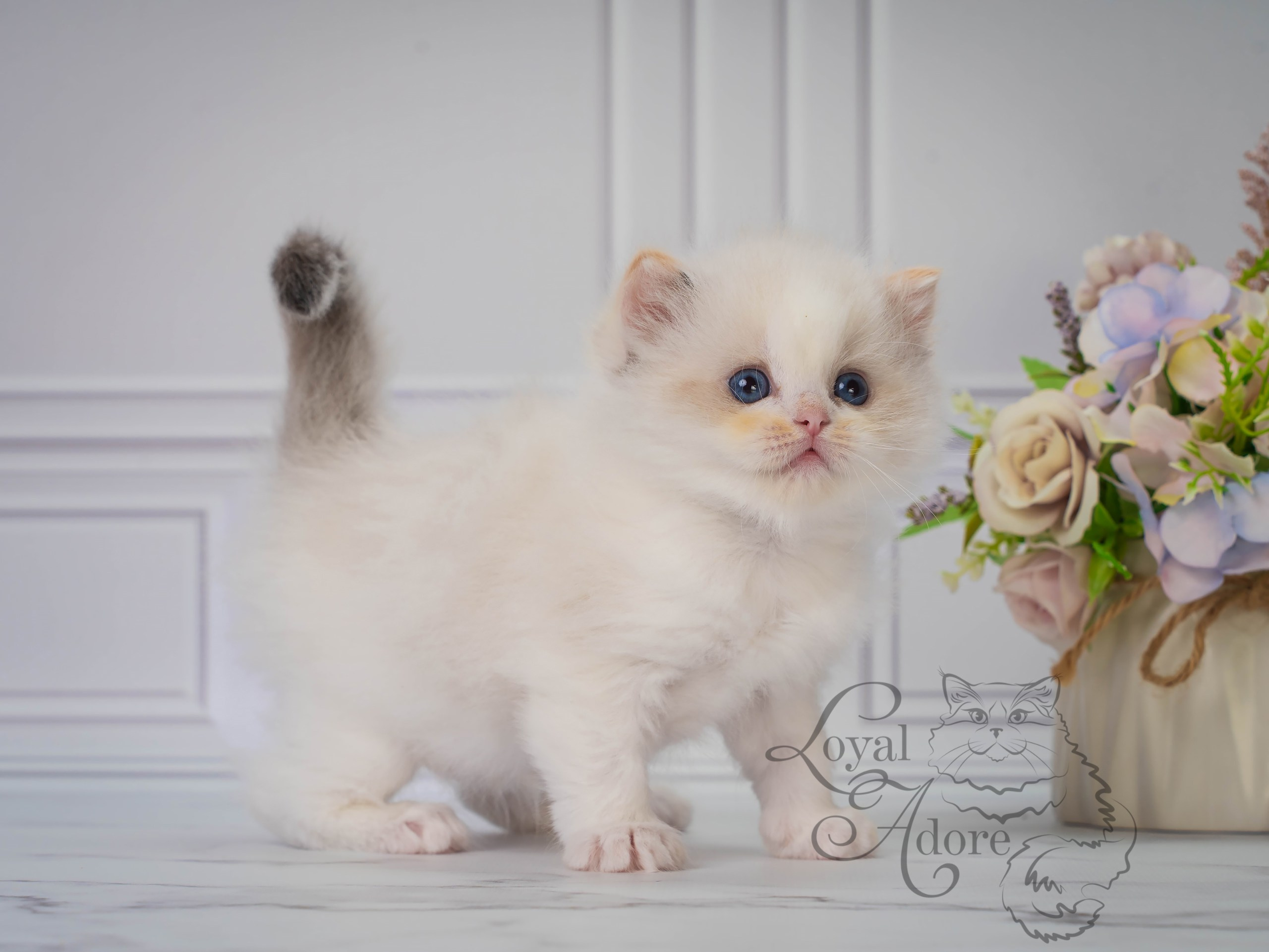 Котята рэгдолл от Loyal Adore. Питомник рэгдолл Loyal Adore