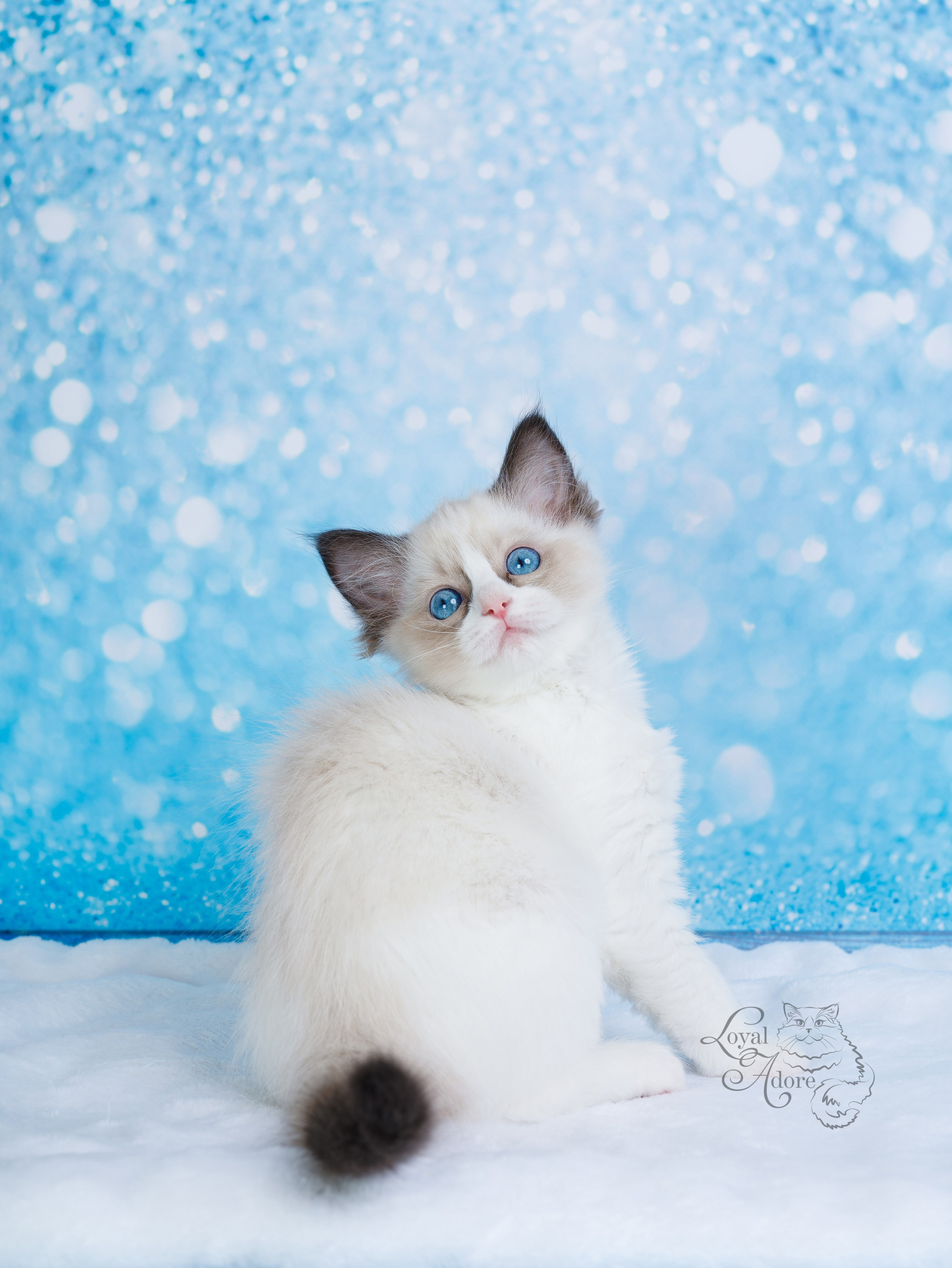 Котята рэгдолл от Loyal Adore. Питомник рэгдолл Loyal Adore