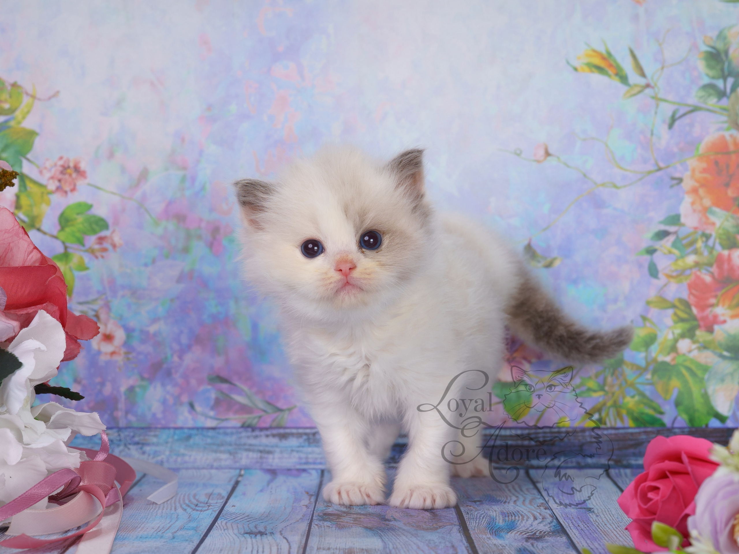 Котята рэгдолл от Loyal Adore. Питомник рэгдолл Loyal Adore