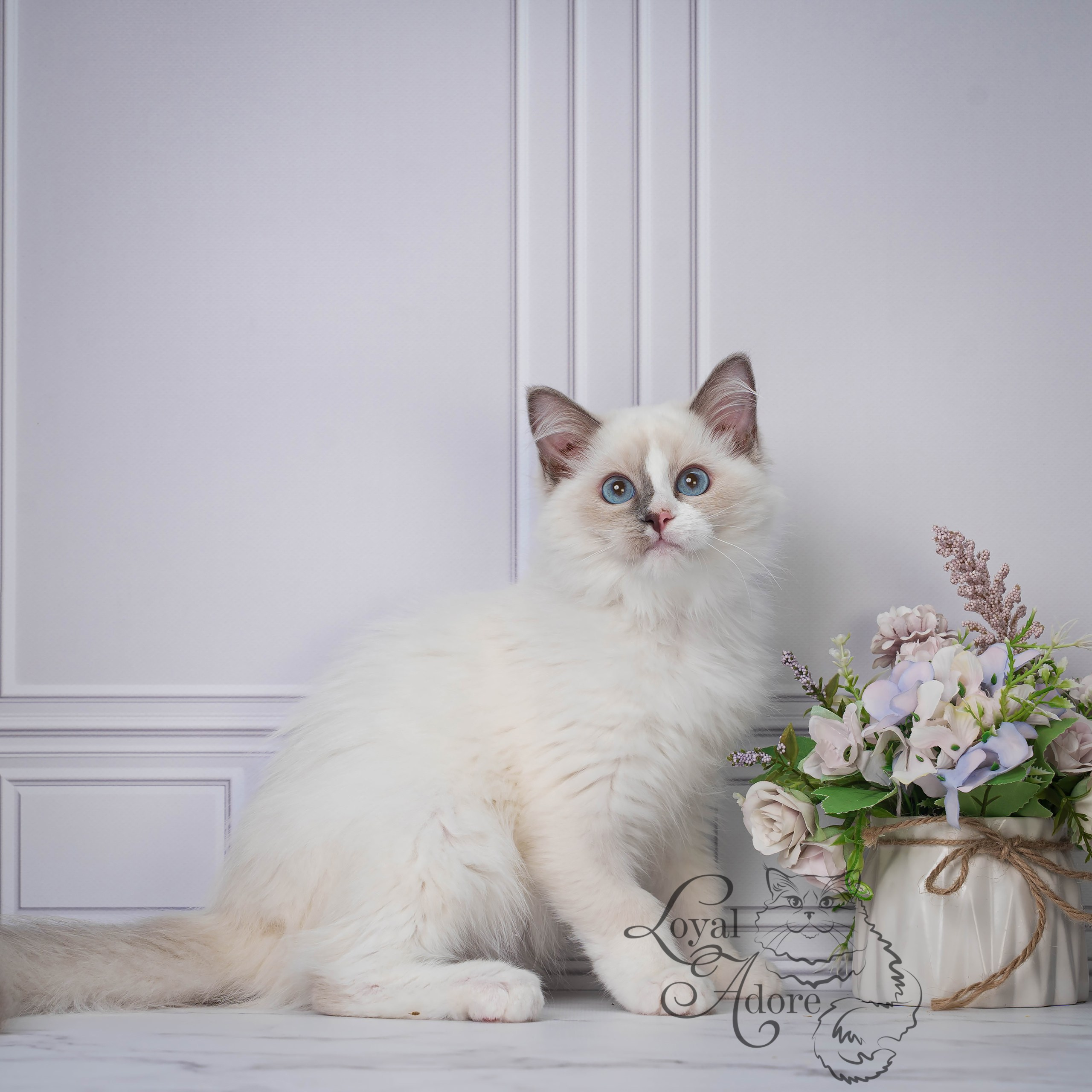 Все свободные котята. Питомник рэгдолл Loyal Adore