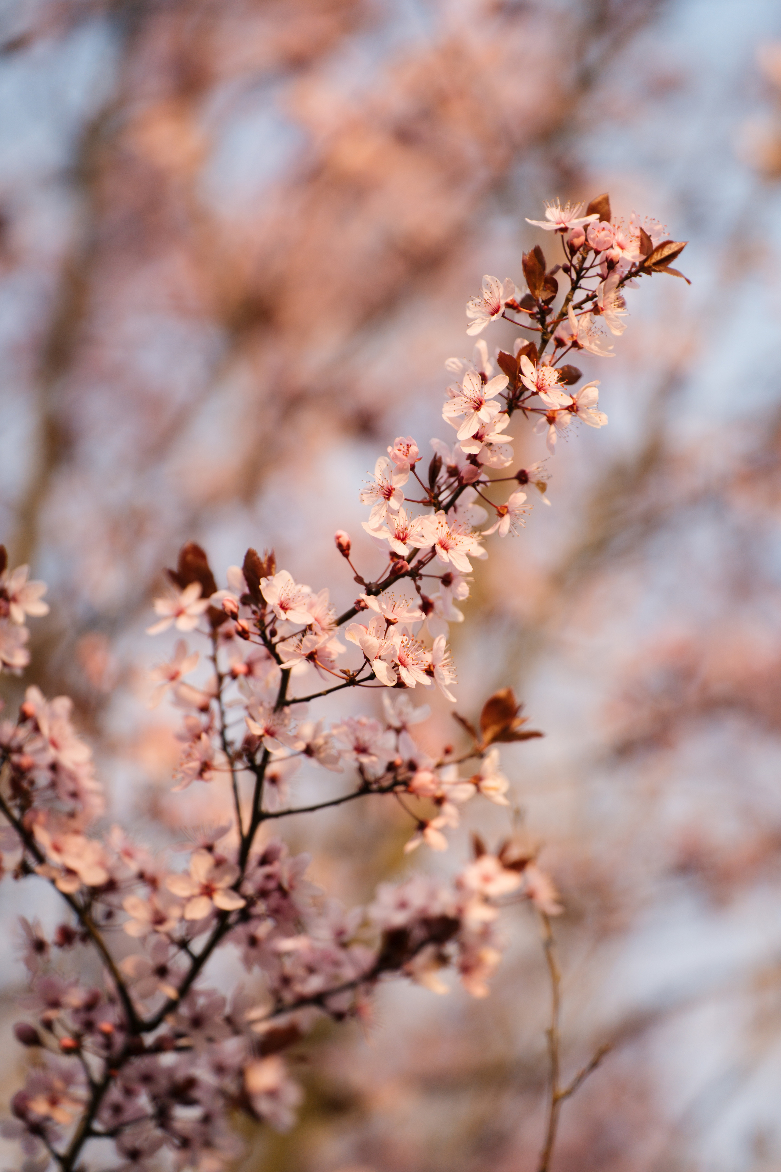 Villa Gropella Wedding. Valeria Coconova Photographer Italy Como Milan