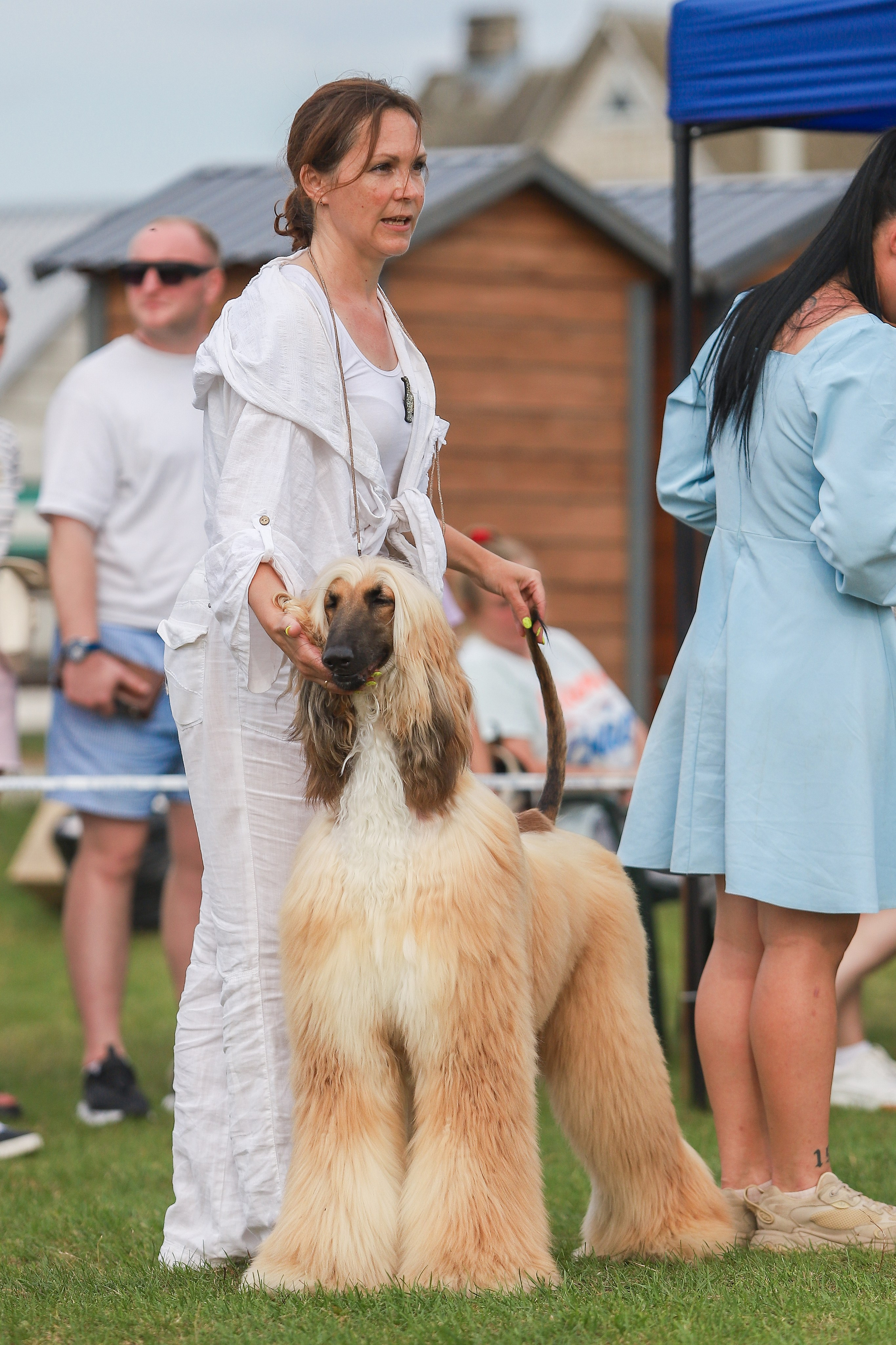 Республиканская выставка собак всех пород. Галерея фотографий афганской борзой