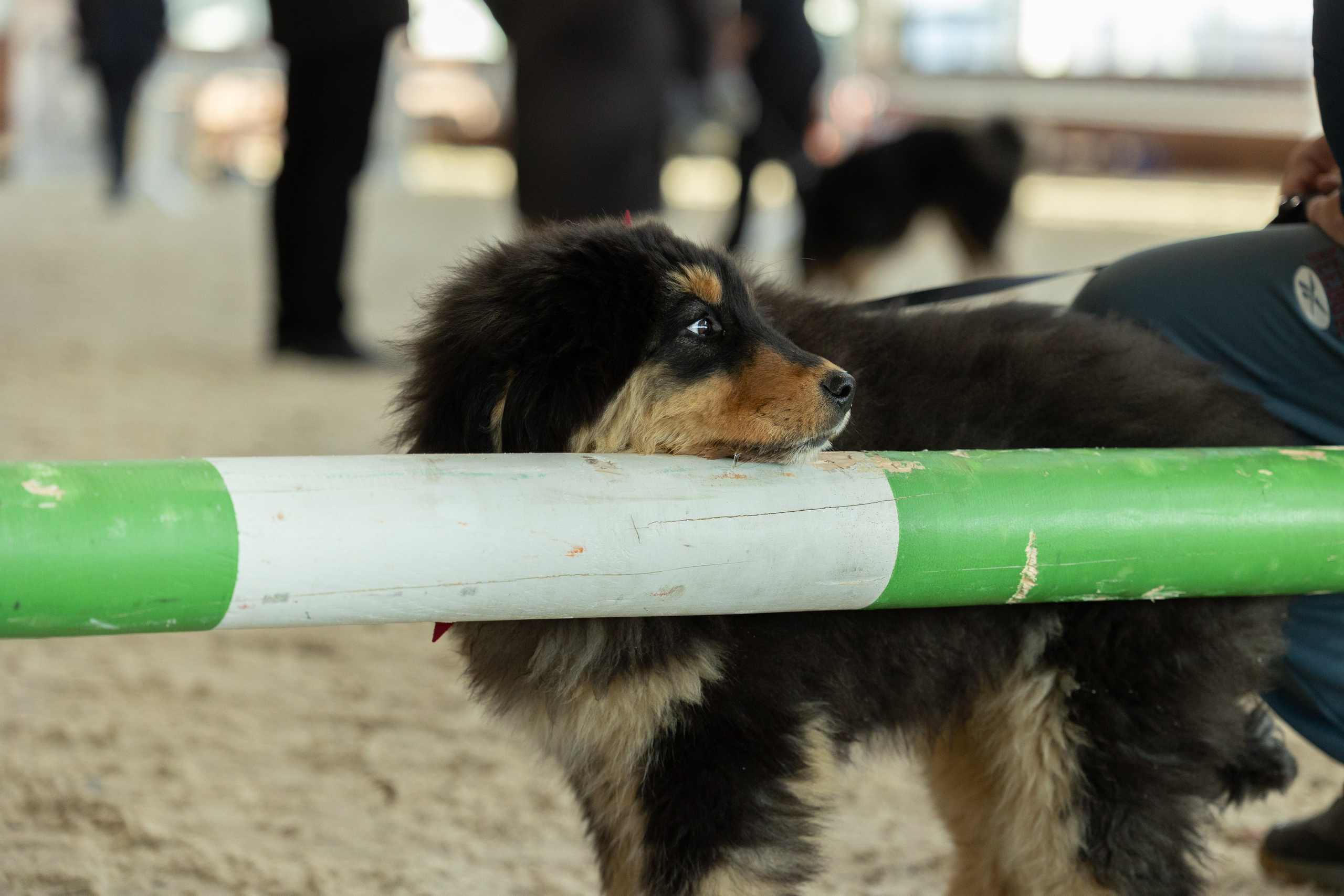 Моно Монгол Банхаров. Иркутск 2025. Фотограф-анималист|Иркутск