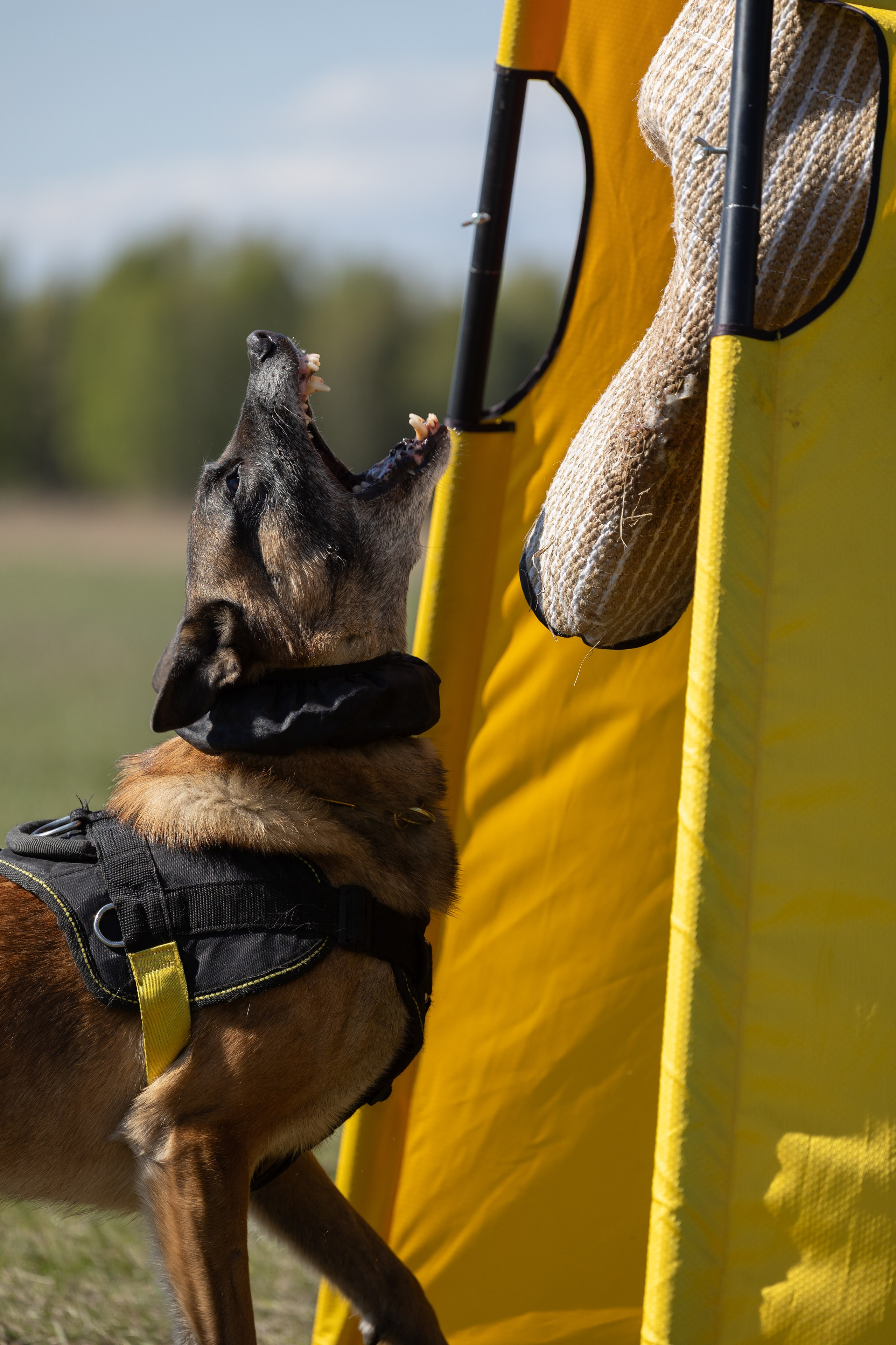 Тренинг по защите с Юрием Бояркиным г. Иркутск. Фотограф-анималист|Иркутск
