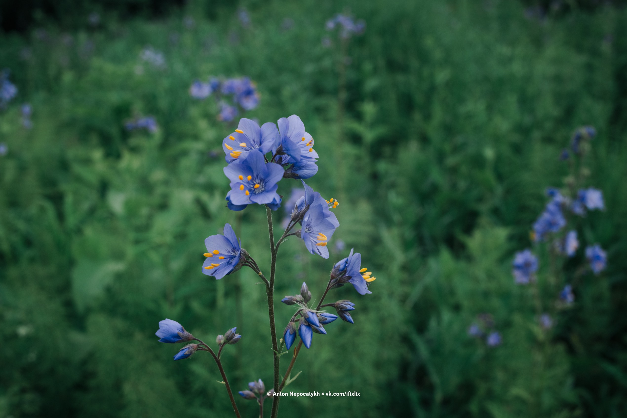 Фотографии Шерегеш. Антон Непочатых — Большой мужской фотограф