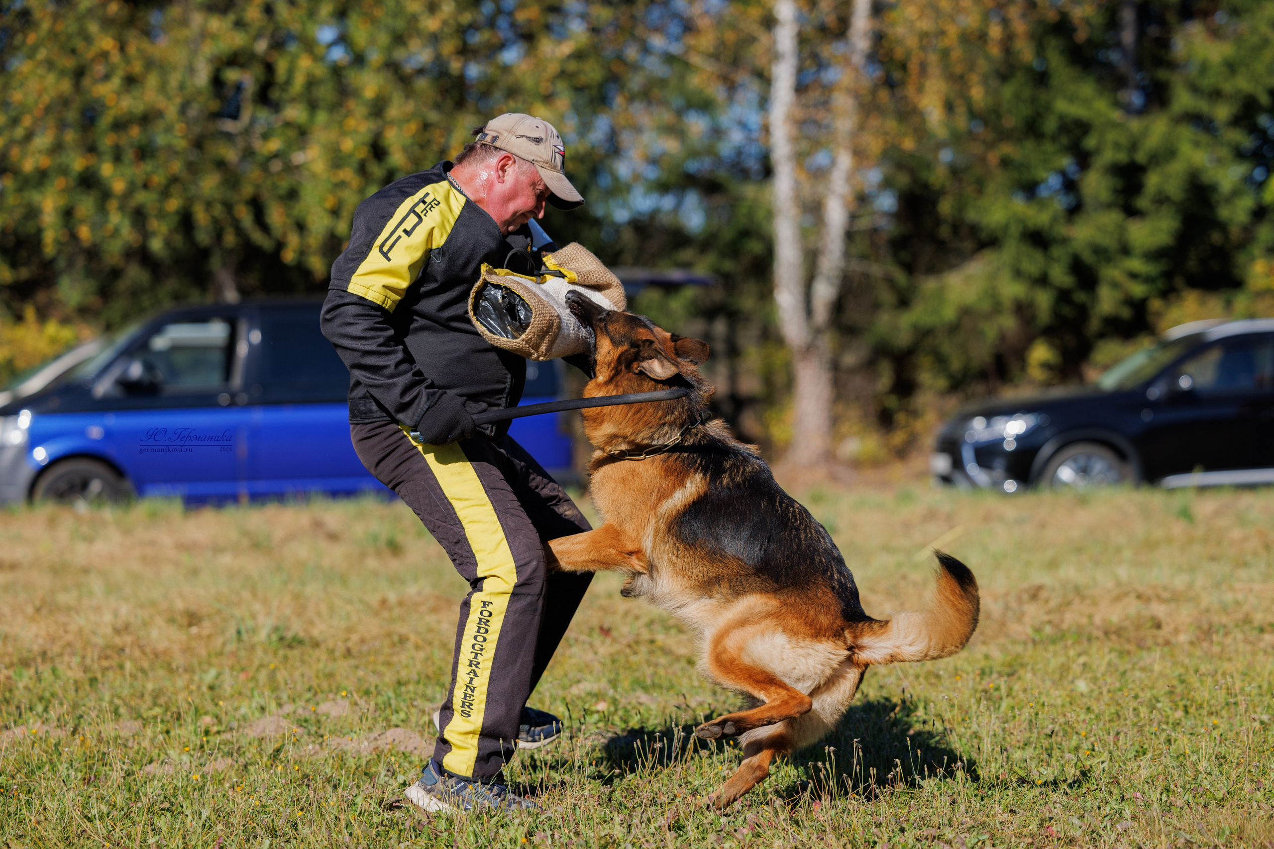 Тверь немецкие овчарки 22.09.2024. Фотограф-анималист Юлия Германика