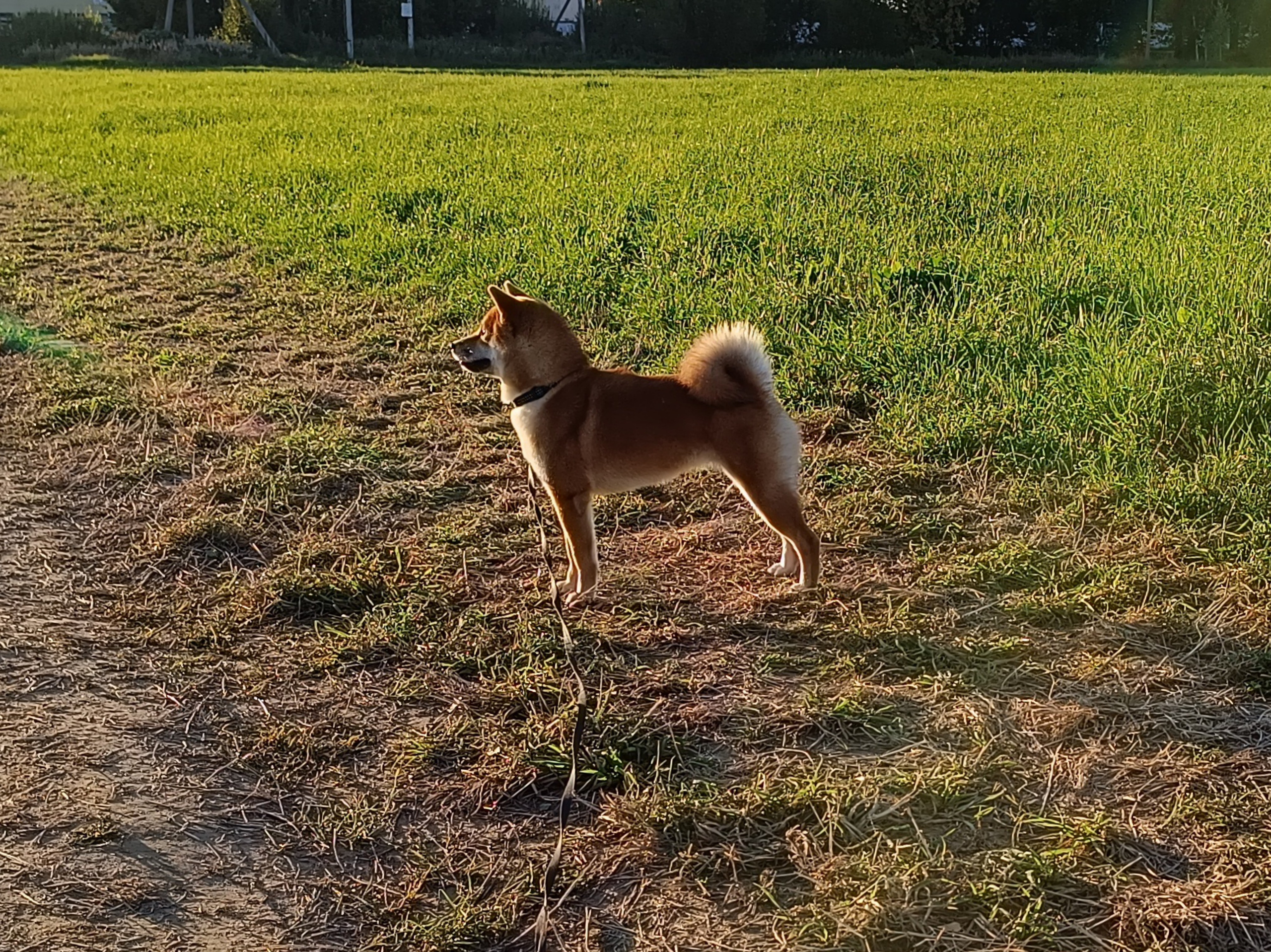 Сиба Rubylight Ellis питомник Рубилайт