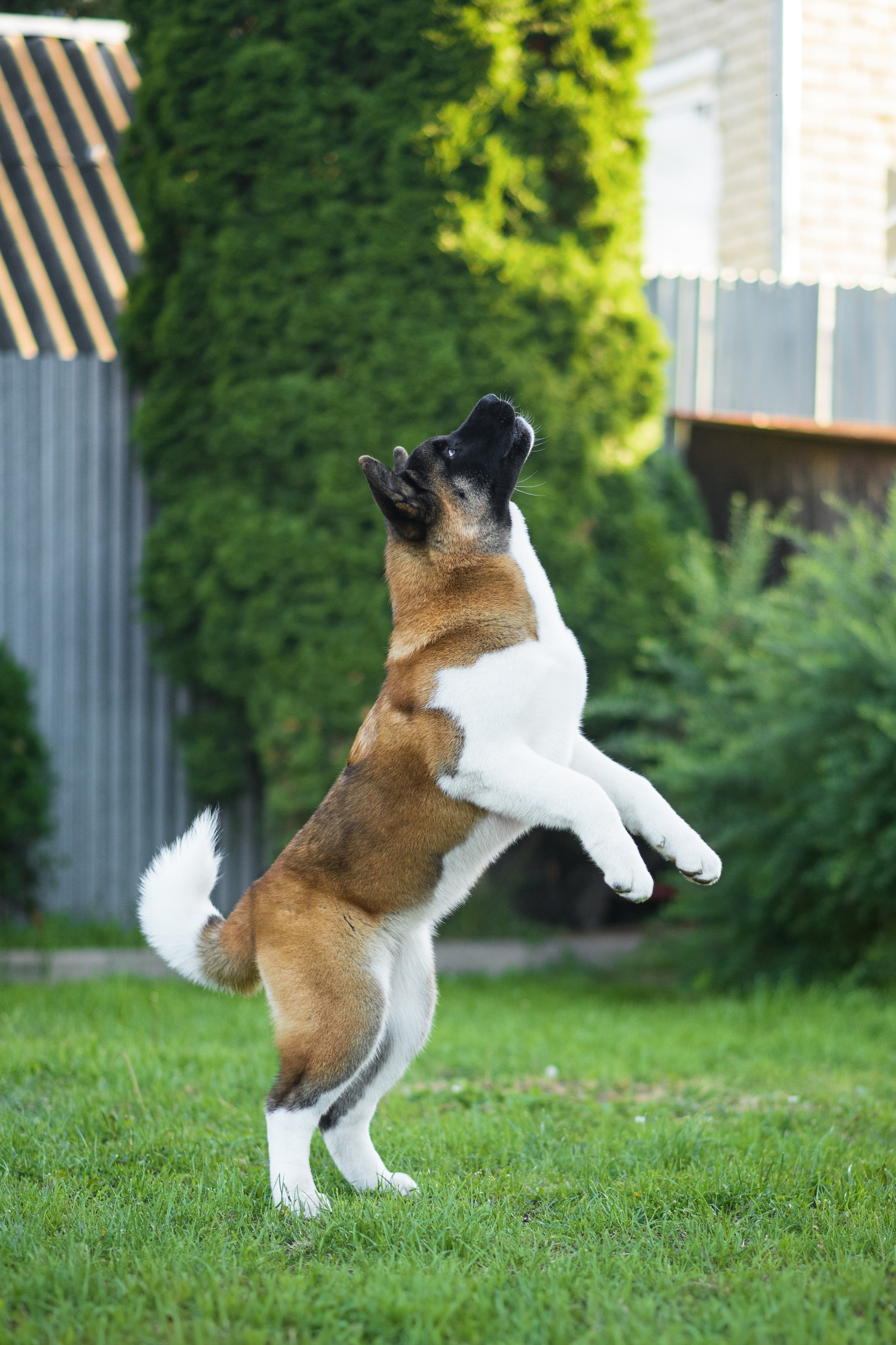 Луна — 21.06.2024. Фотограф — Анималист | Анна Абрамова