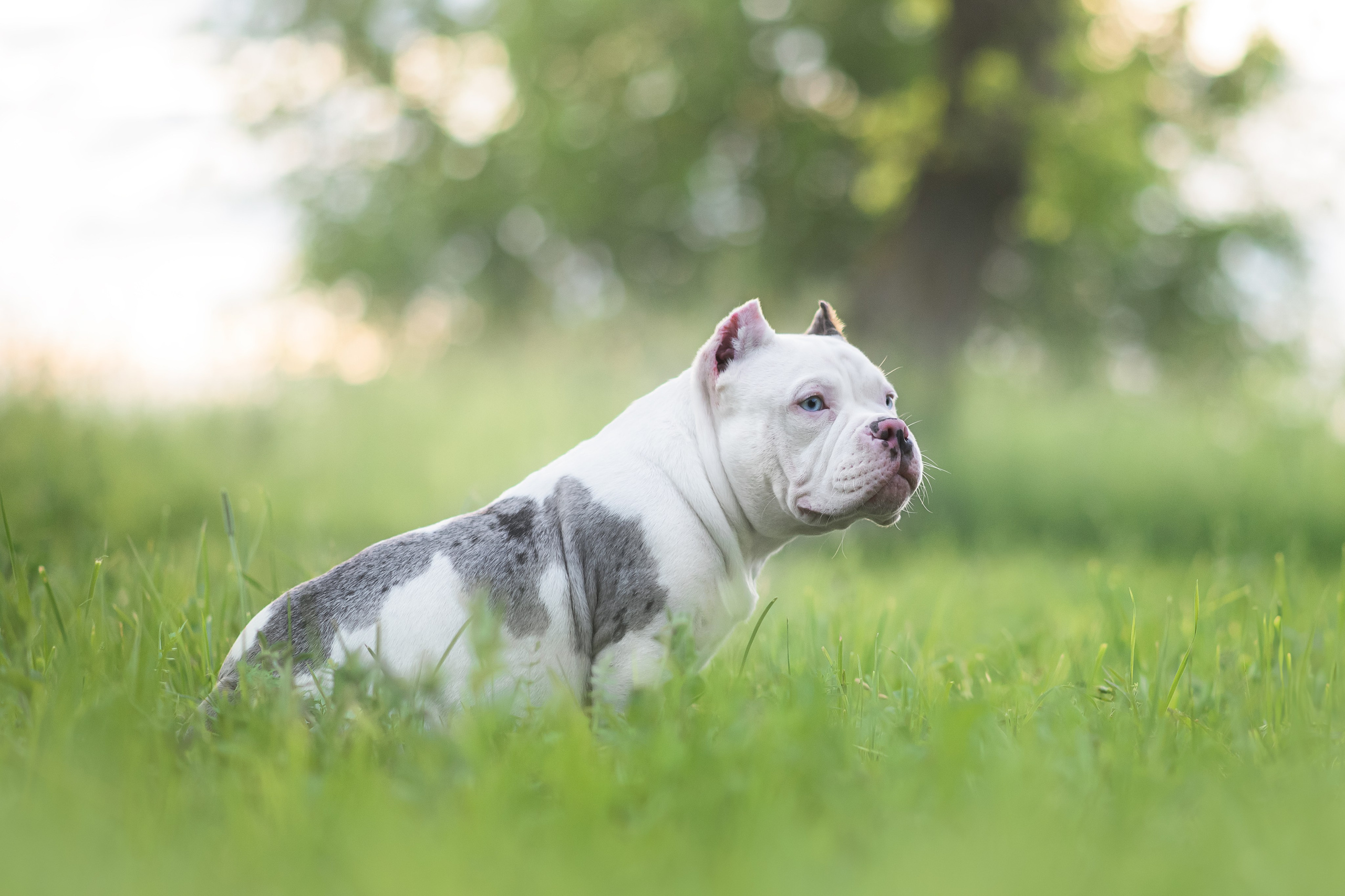 Щенки Американского Булли — 15.06.2024. Фотограф — Анималист | Анна Абрамова