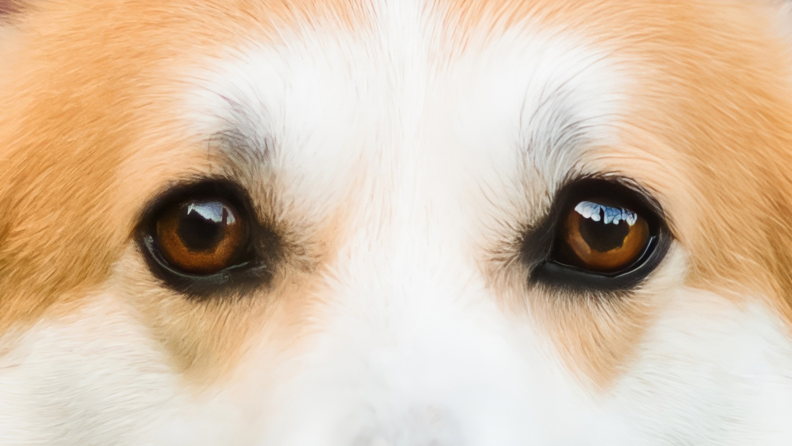 Максим, Надя, Шелби и Рой — 31.05.2025. Фотограф — Анималист | Анна Абрамова