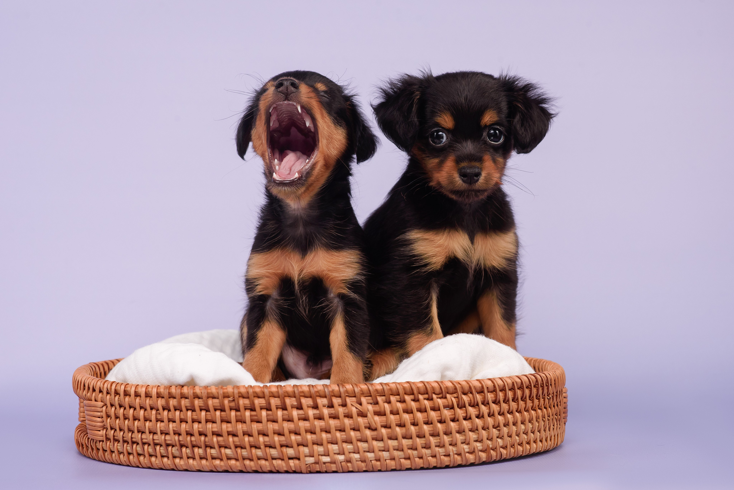 Малыши пражских крысариков — 30.07.2025. Фотограф — Анималист | Анна Абрамова