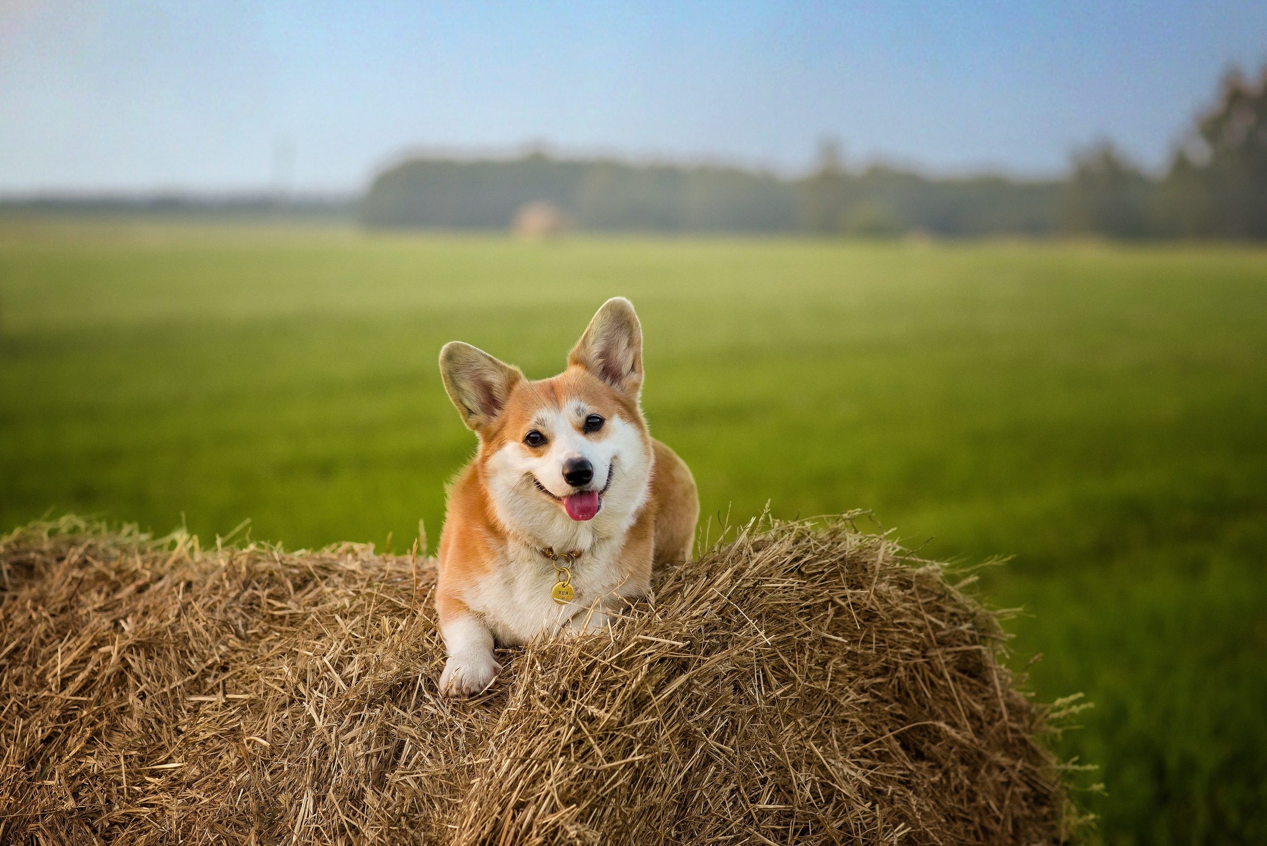 Лея и тюки — 10.08.2023. Фотограф — Анималист | Анна Абрамова